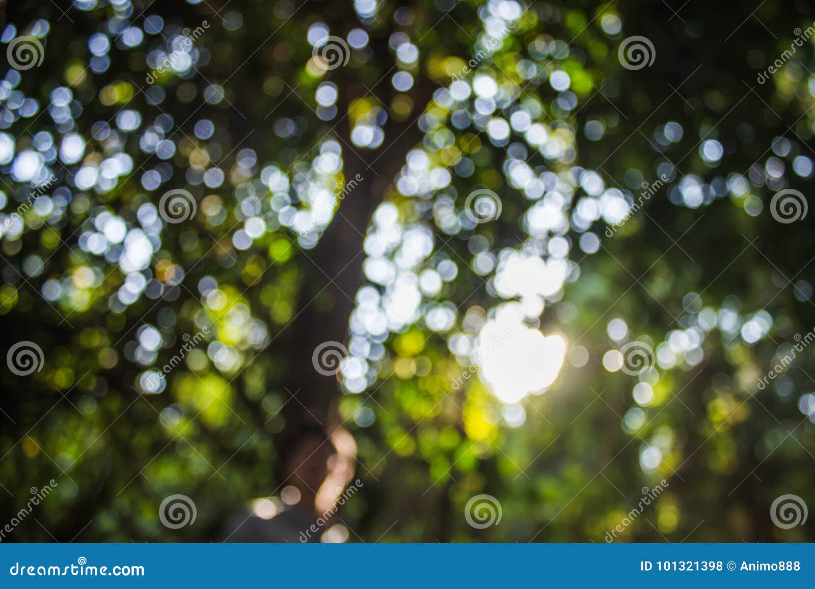 Light and Bokeh in the Forest Stock Photo - Image of green, sunlight ...