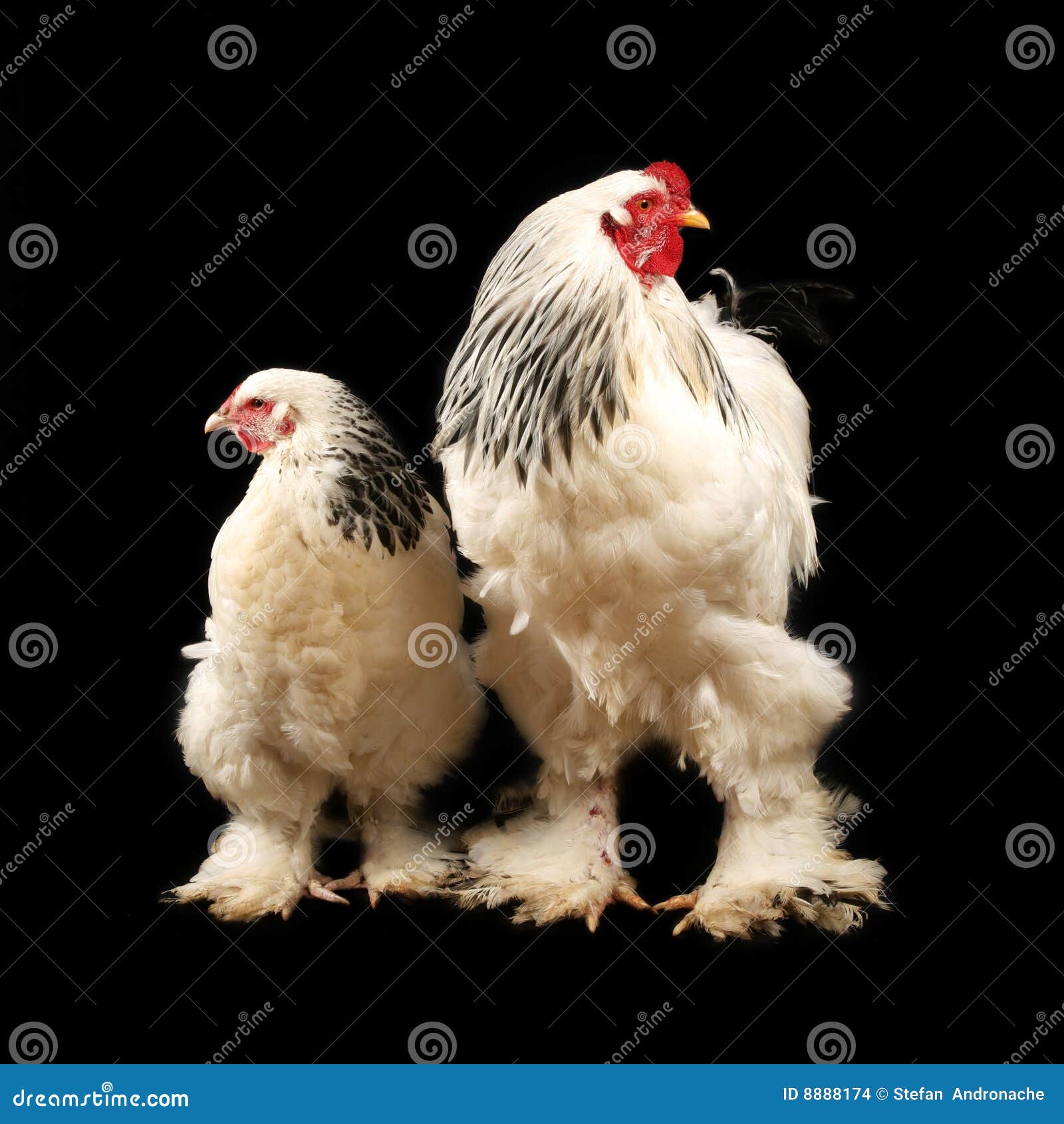 A very large Brahma chicken with an arco red comb on its head and
