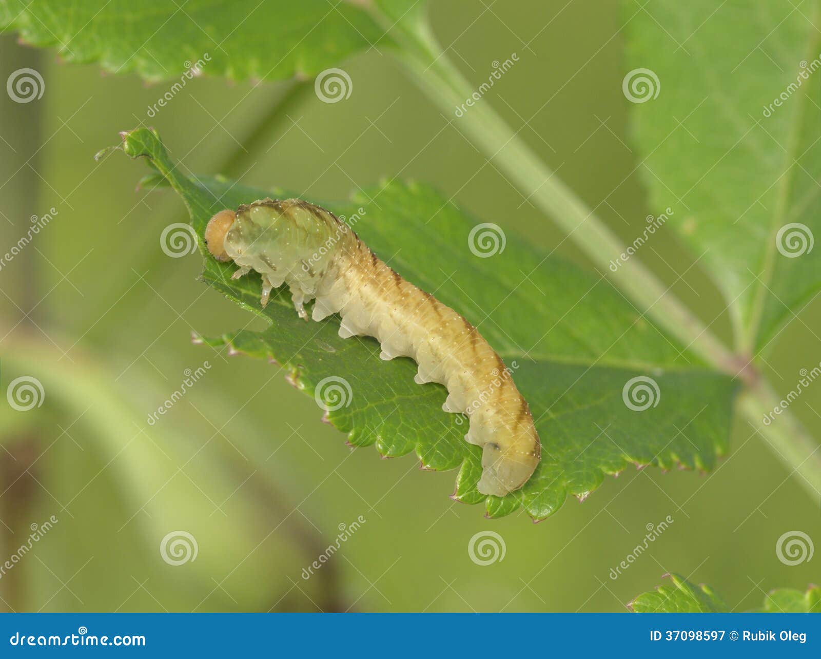 Light Brown Caterpillar on a Green Leaf Stock Image Image of head
