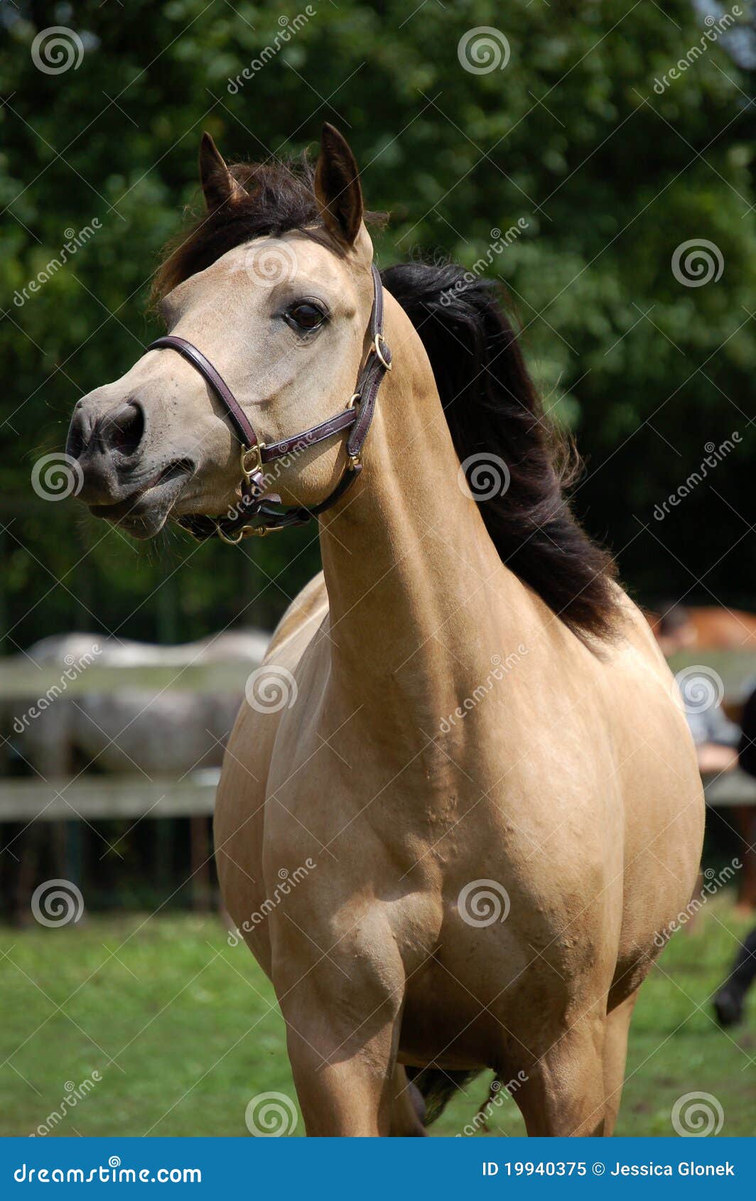Light Brown Horse Royalty Free Stock Photo Image 19940375
