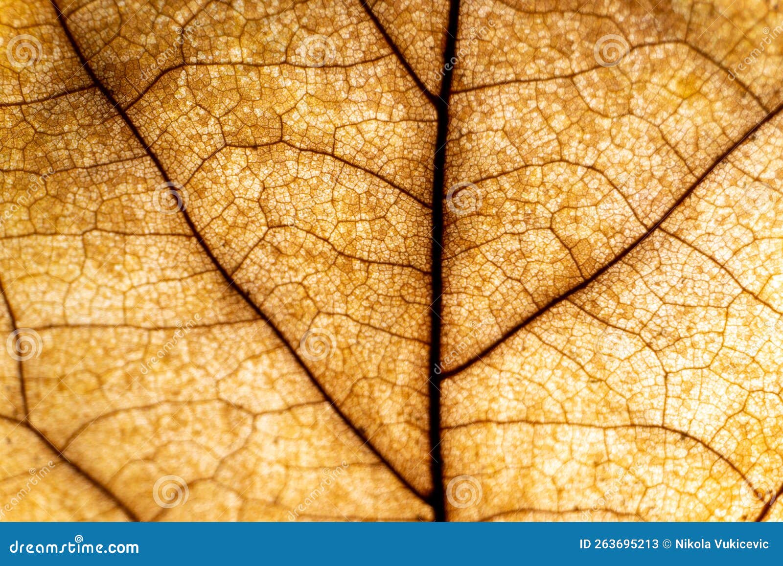 Light Brown Leaf Macro Texture with Backlight Stock Image Image of
