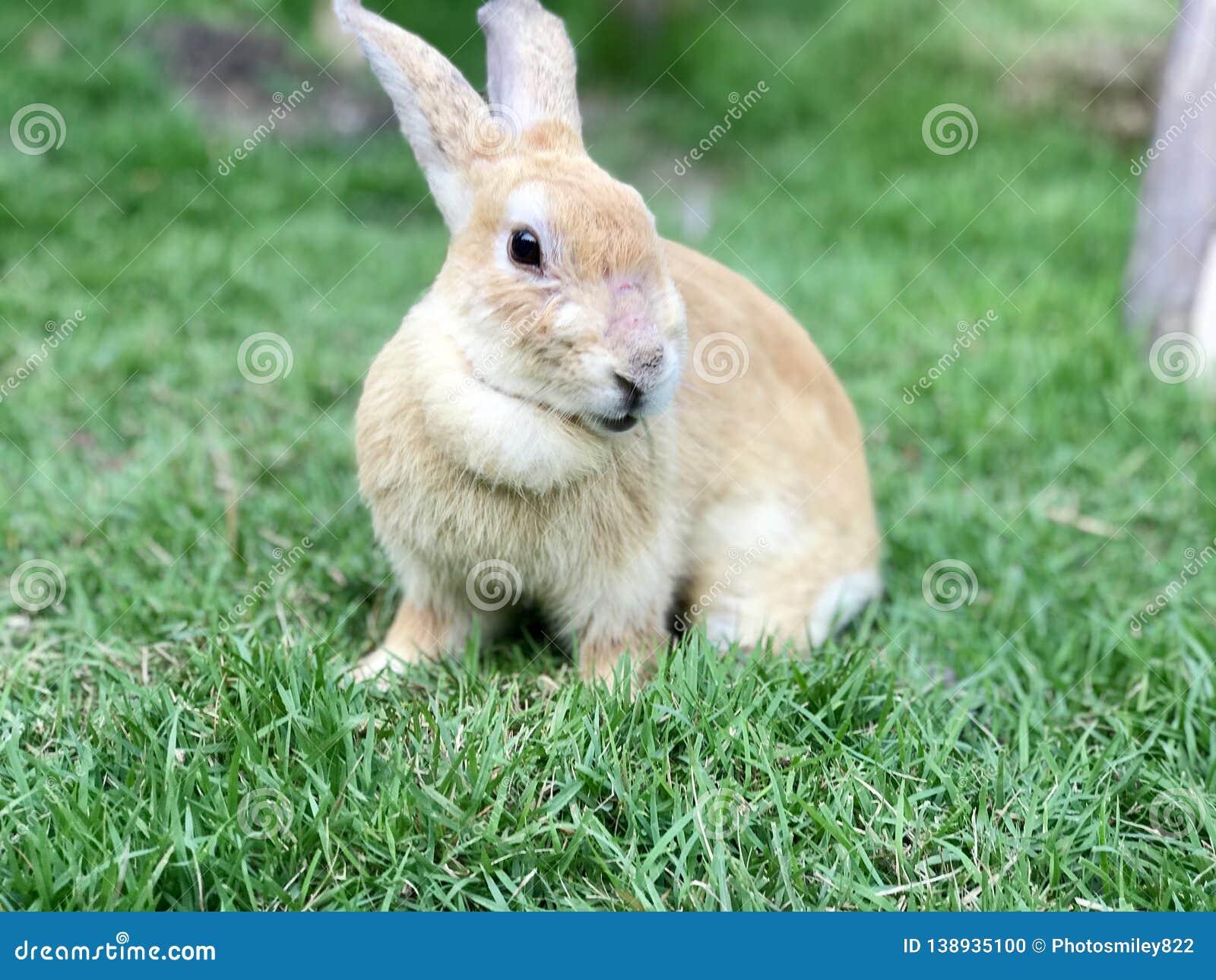 Light Brown Rabbit on the Lawn Stock Photo Image of hung, fleet