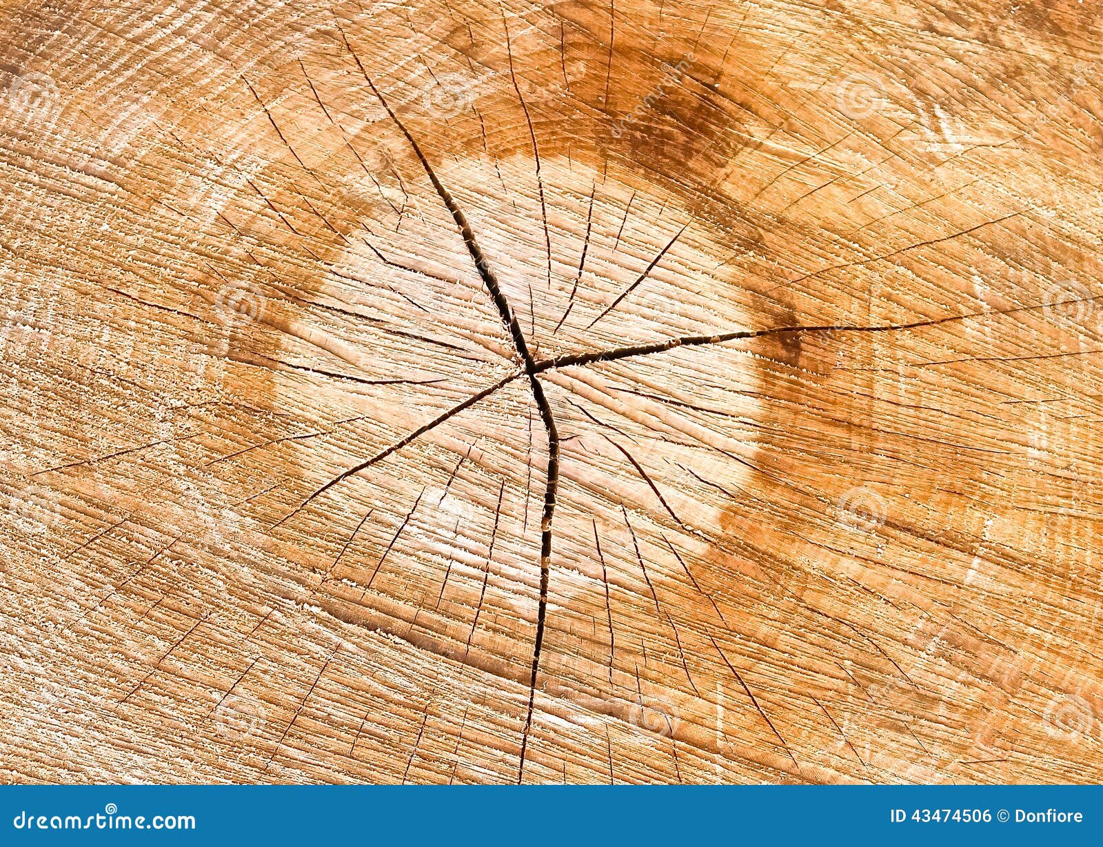 Light Brown Tree Trunk Texture Stock Photo Image of nature, closeup