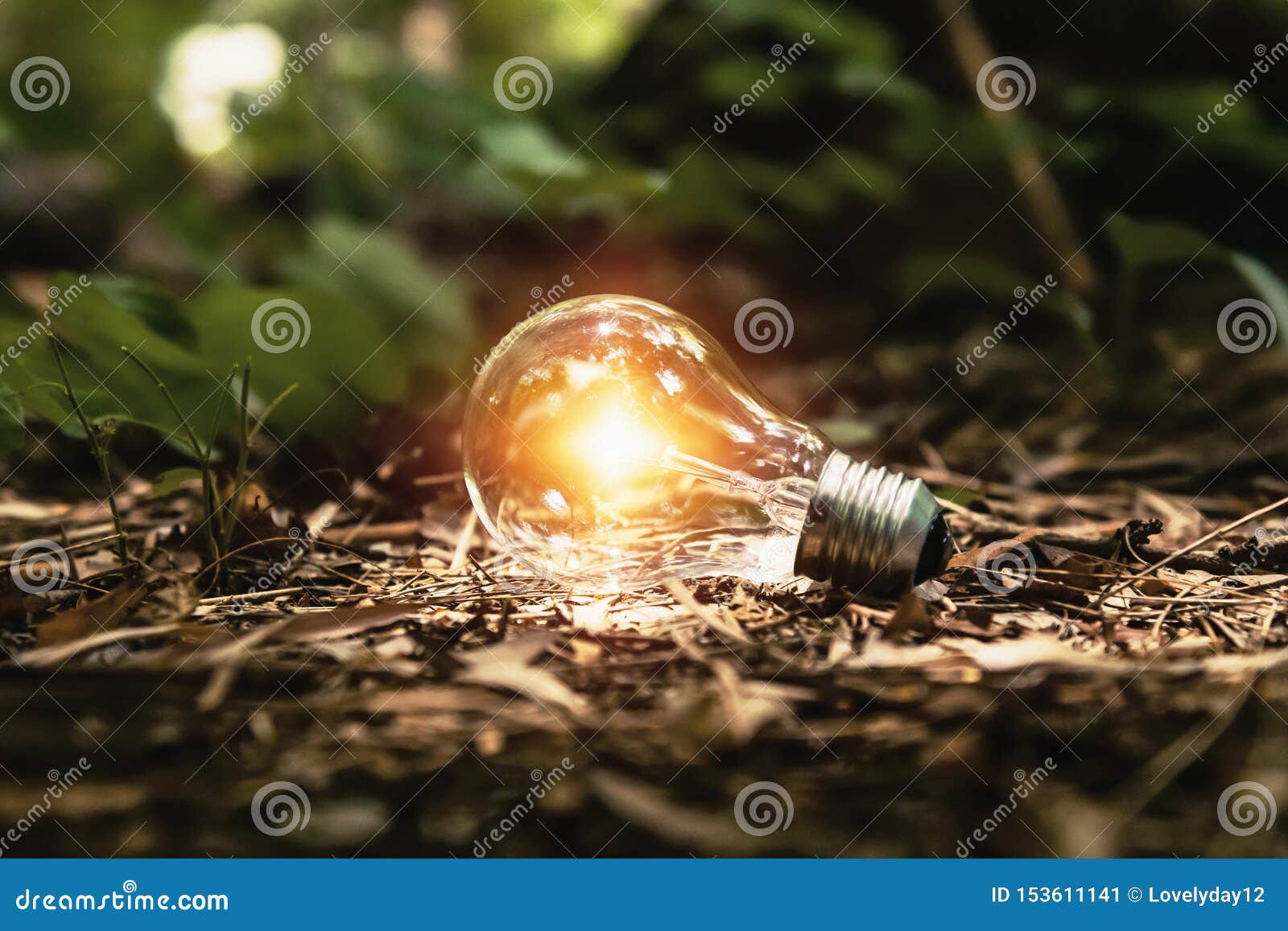 Light Bulb on Ground with Sunshine in Forest. Concept Clean Energy