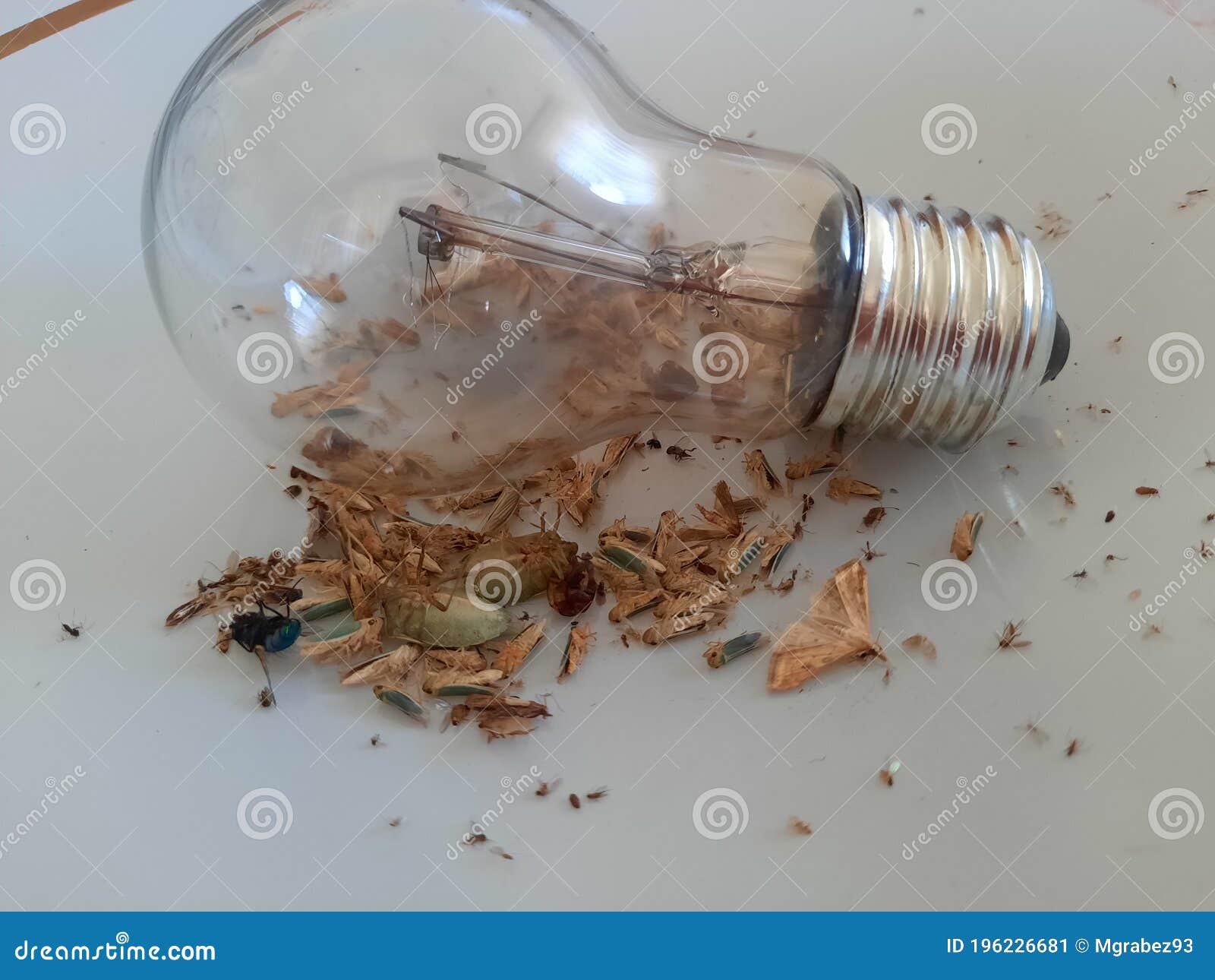 dræne Mitt lade Light bulb and insects stock image. Image of bulb, fixtures - 196226681