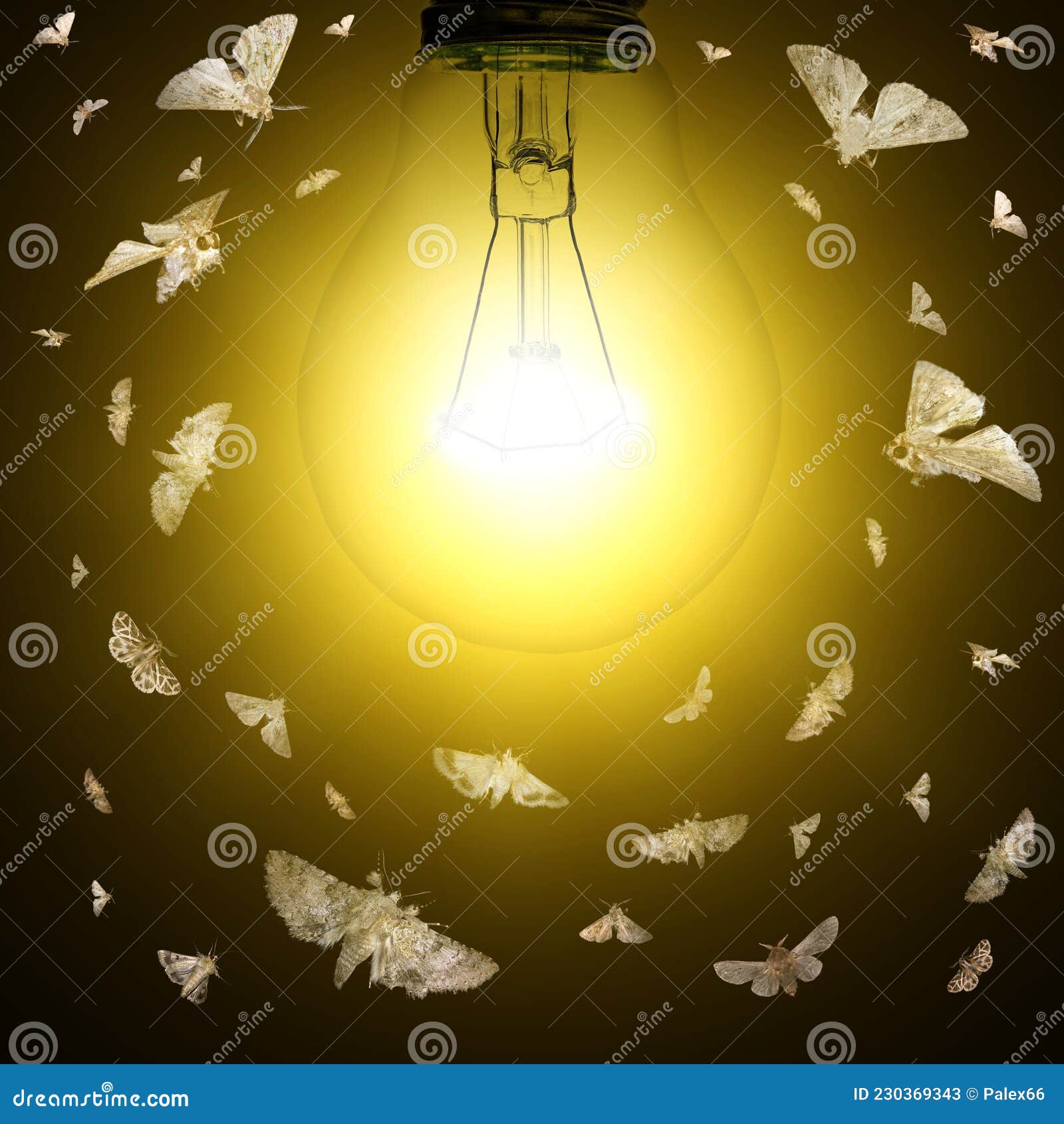 Light bulb and moths stock image. Image of flight, hope 230369343