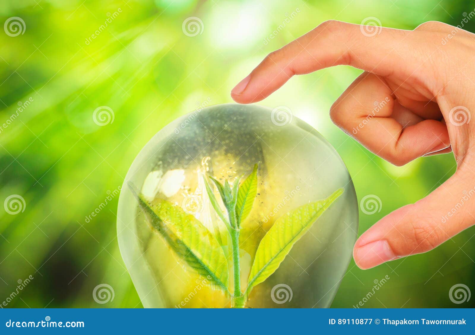 Light Bulb with Small Plant Growing Inside Stock Image Image of bulb