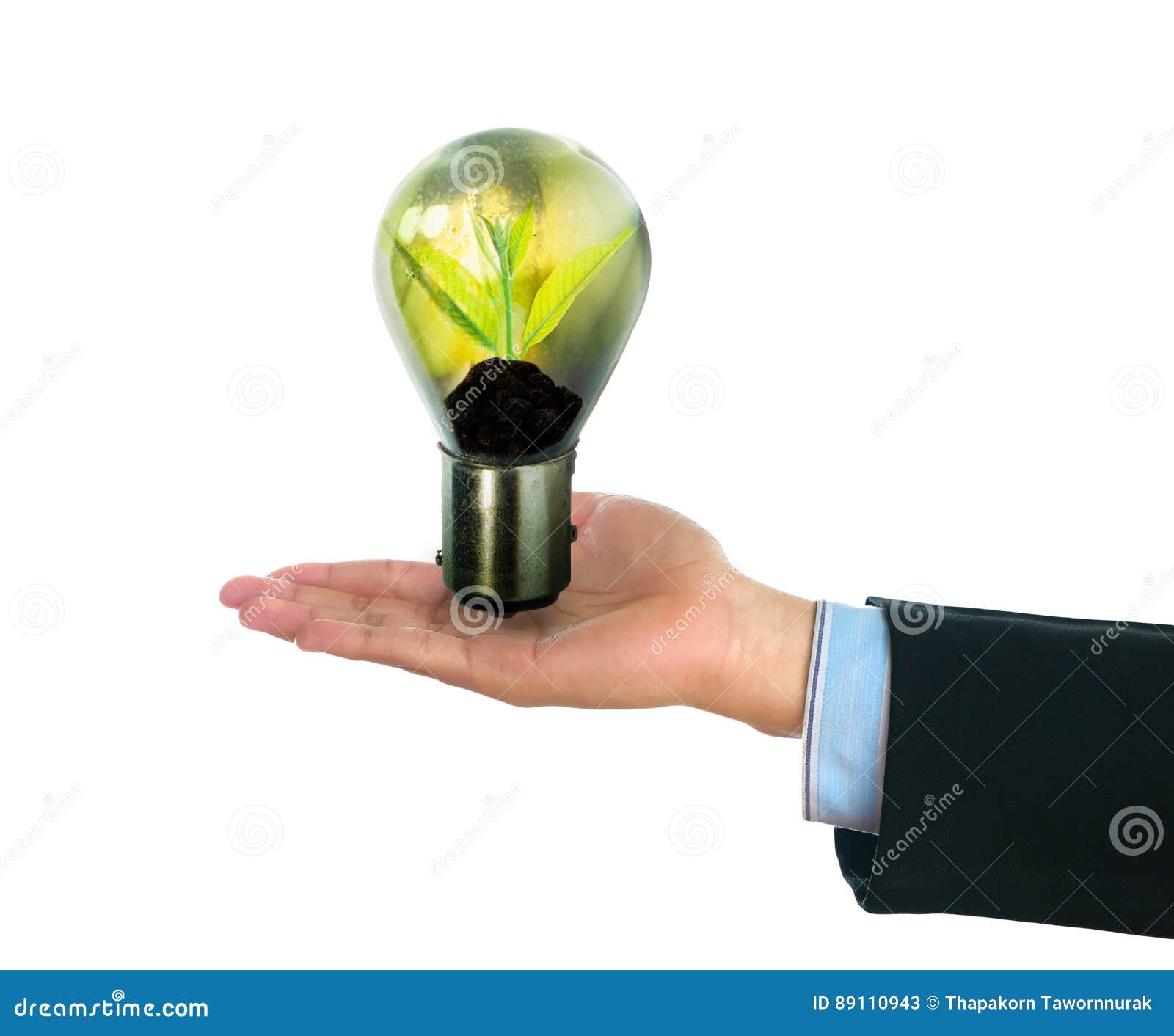 Light Bulb with Small Plant Growing Inside Stock Image Image of
