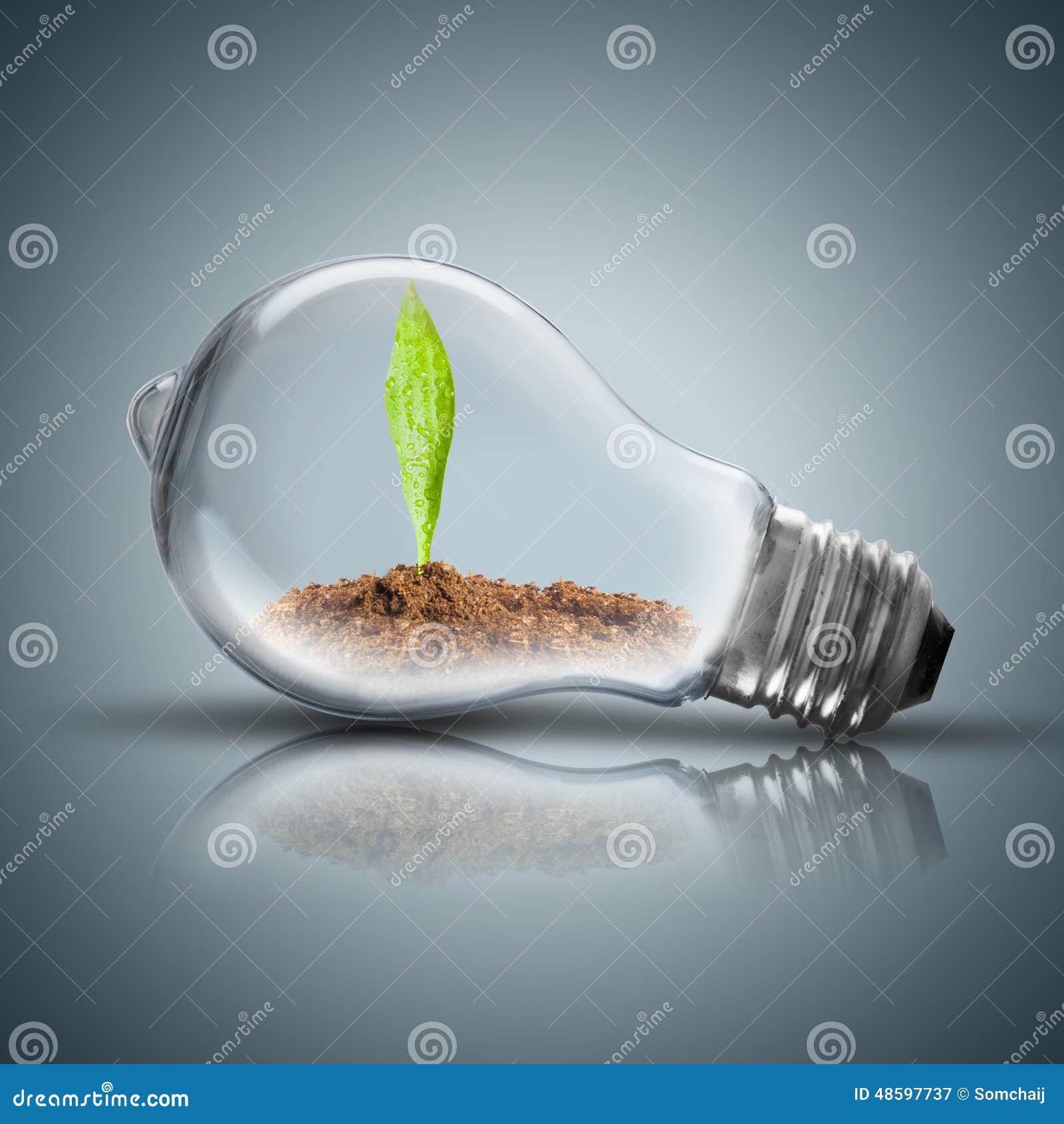 Light Bulb with Soil and Green Plant Sprout Inside Stock Image Image