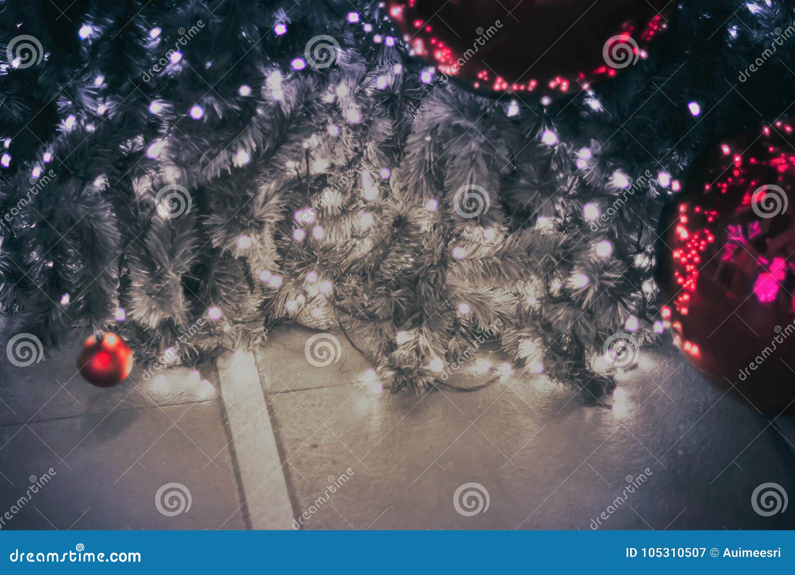 christmas tree bokeh dog christmas tree bokeh dog