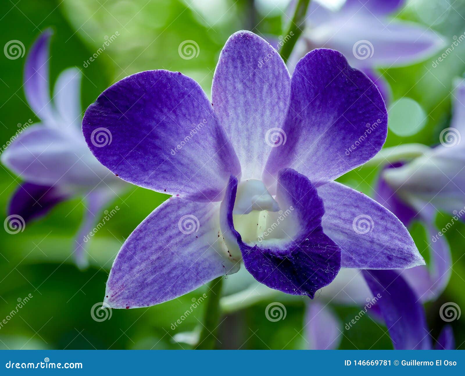 Light Closeup of a Blue Orchid Stock Image Image of exotics, fresh