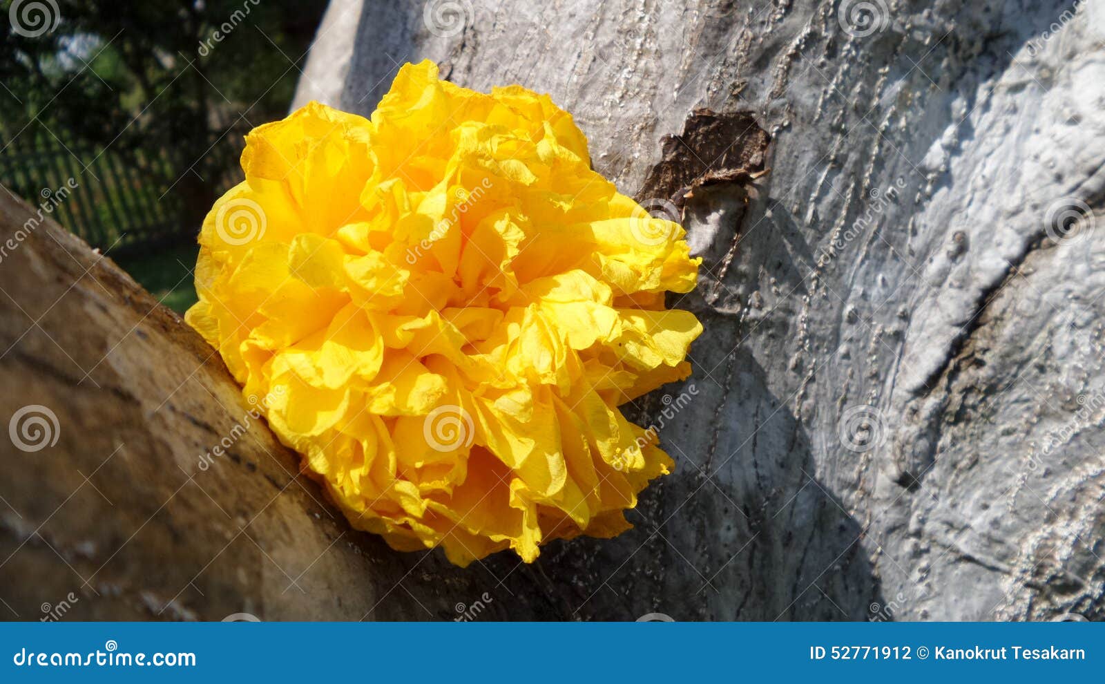 Light on Falling Yellow Silk Cotton Flower Stock Photo Image of