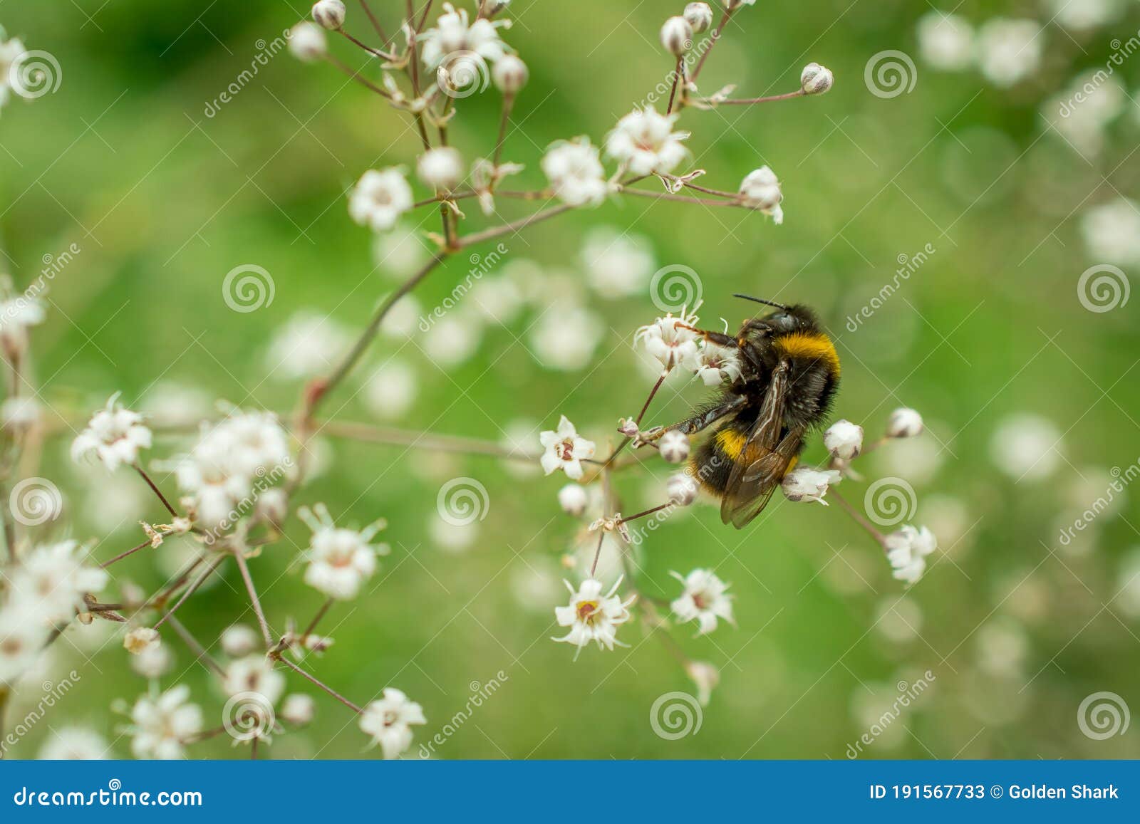 Light Floral Background Of Gypsophila Paniculata Baby S Breath Stock Image Image Of Color Design Light Floral Background Of Gypsophila Paniculata Baby S Breath Stock Image Image Of Color Design