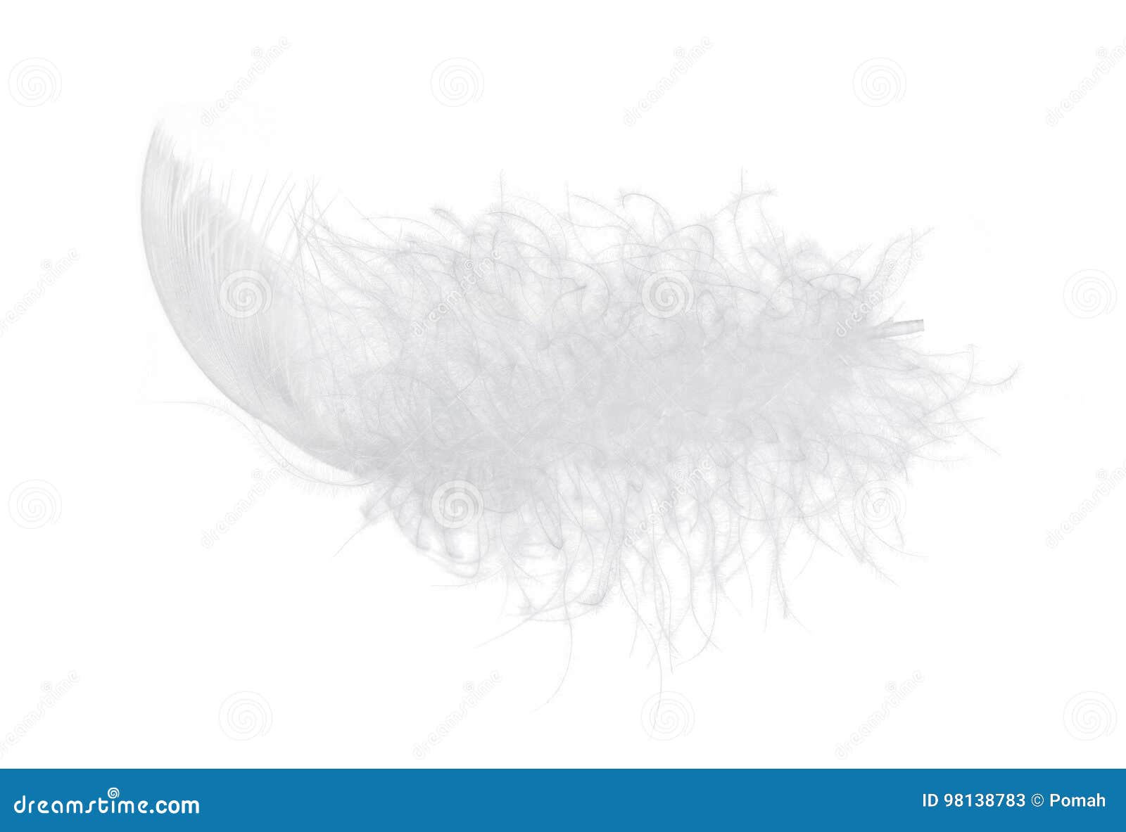 light fluffy feather  on white background.