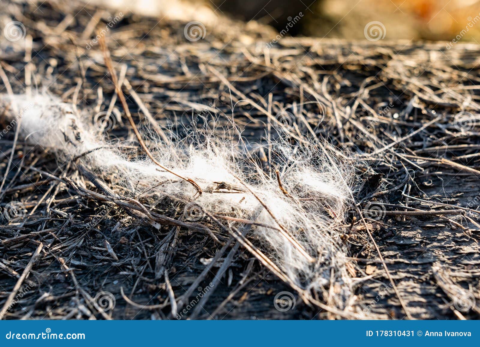 Light Gray Fibers from Animal Hair or White Down, Caught on Small Wooden  Debris on the Street Stock Image - Image of pile, outdoor: 178310431