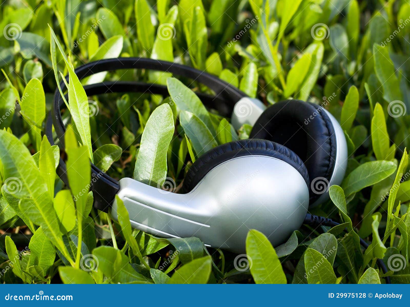 Gray Headphones on Green Grass Stock Photo Image of fresh, headphones