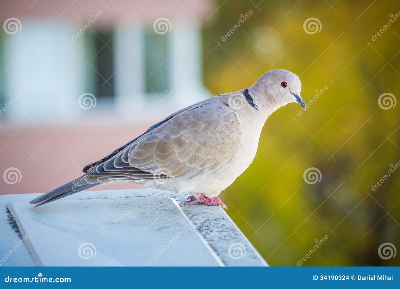 A Light Gray Pigeon With Colored Background Stock Photo - Image of