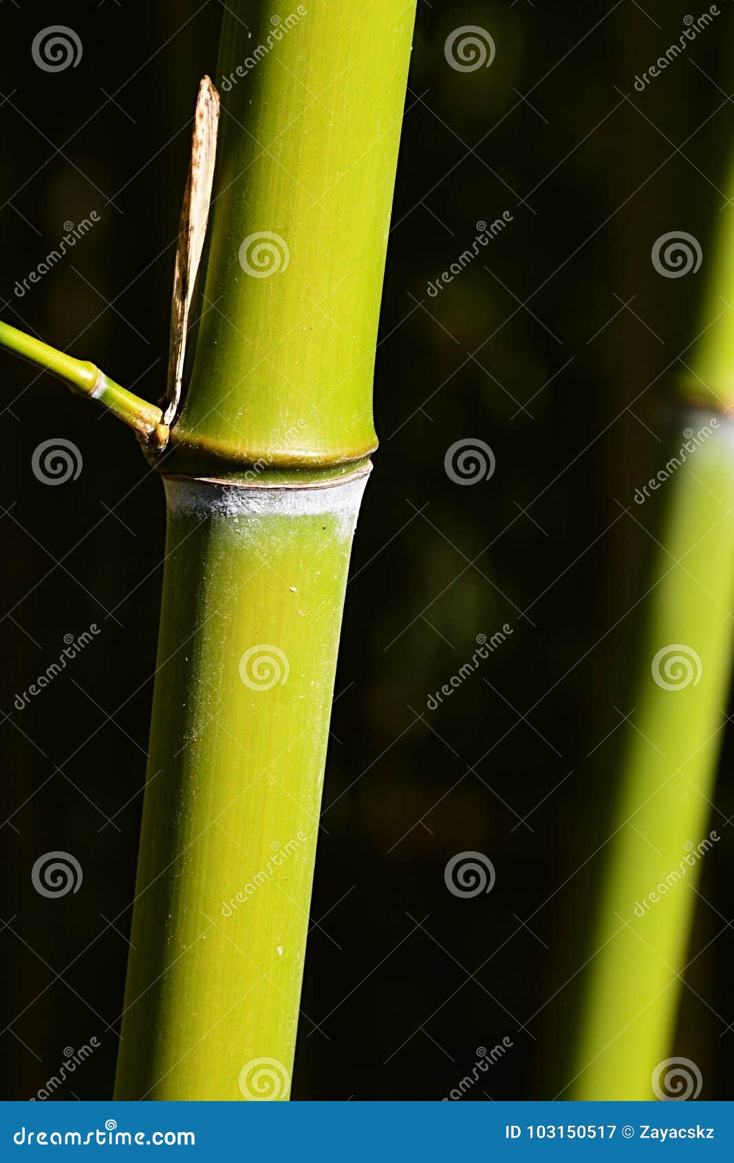 Light Green Bamboo Stalks with Side Branch Node Growing from Node of
