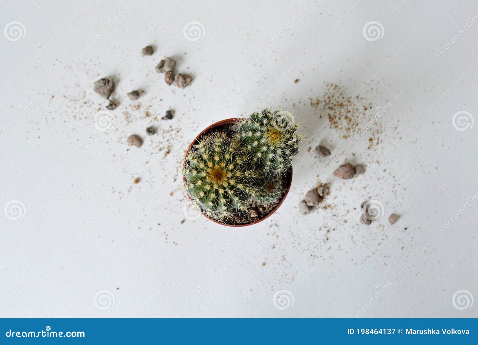 Light Green Cactus in Brown Pot and Sand Stock Image Image of spike