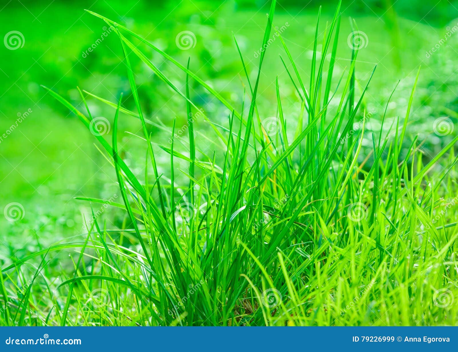 Light green grass blades stock image. Image of blade 79226999