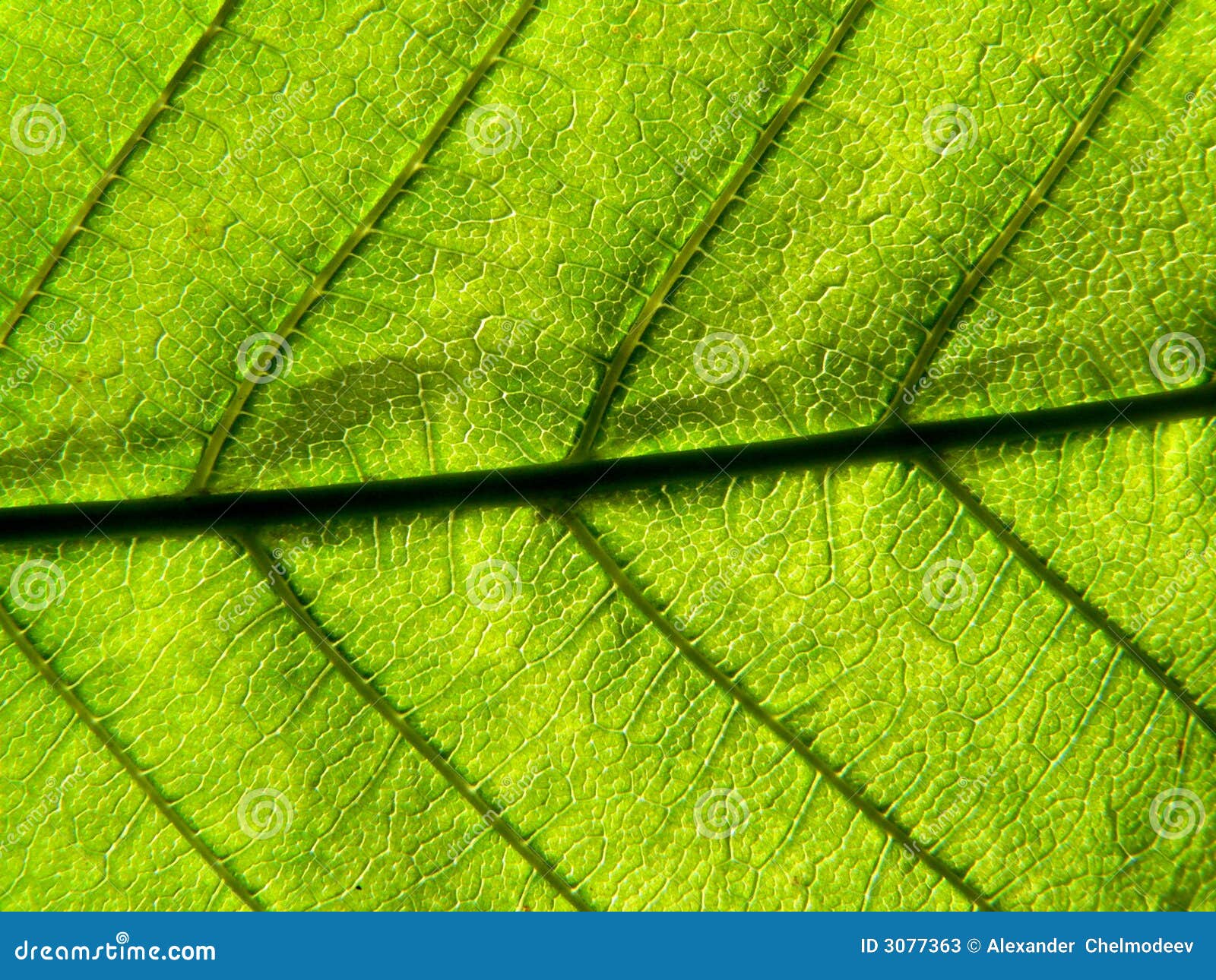 Lightgreen leaf stock image. Image of flora, leaf, lines 3077363