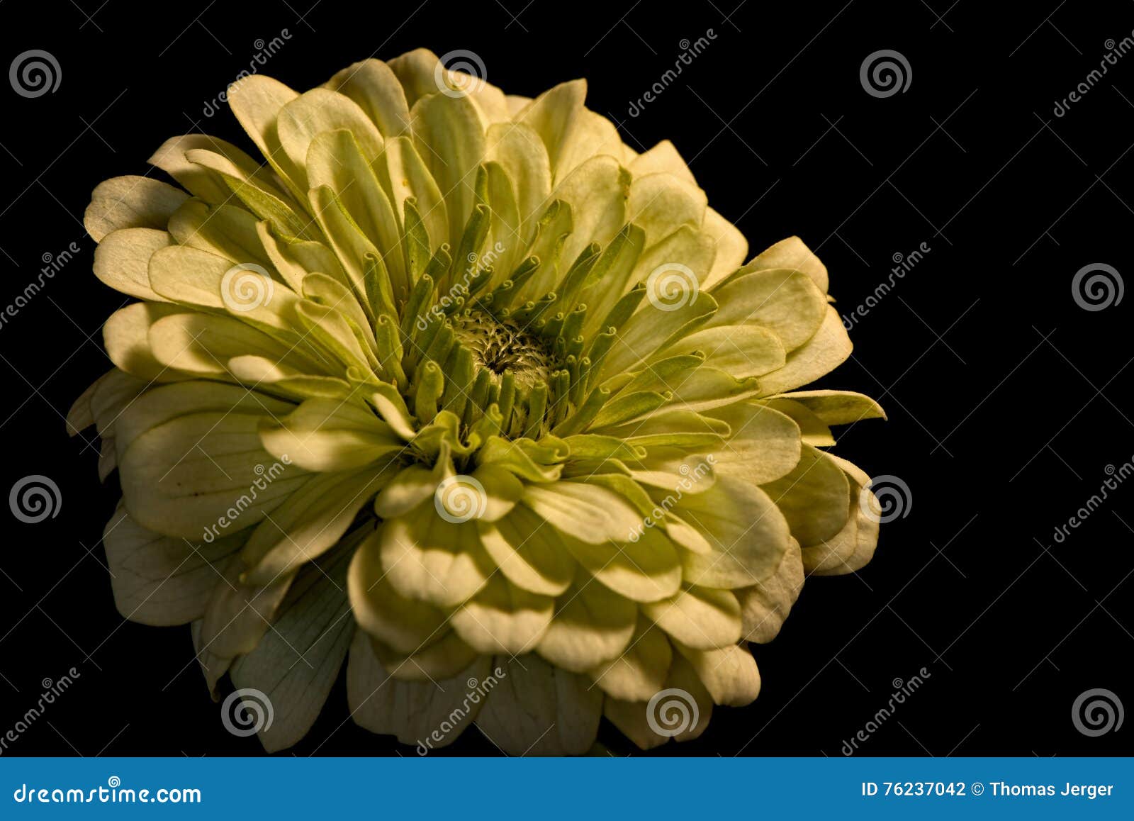 Light Green Mum stock photo. Image of flora, black, plant 76237042