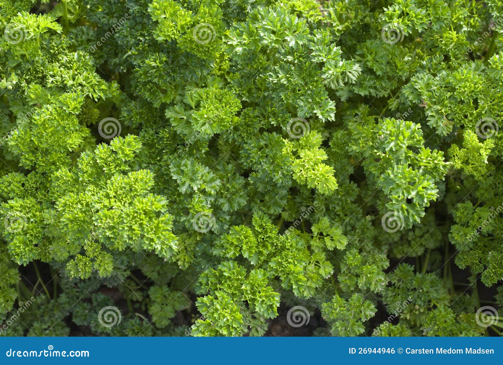 Light green parsley stock photo. Image of horizontal 26944946