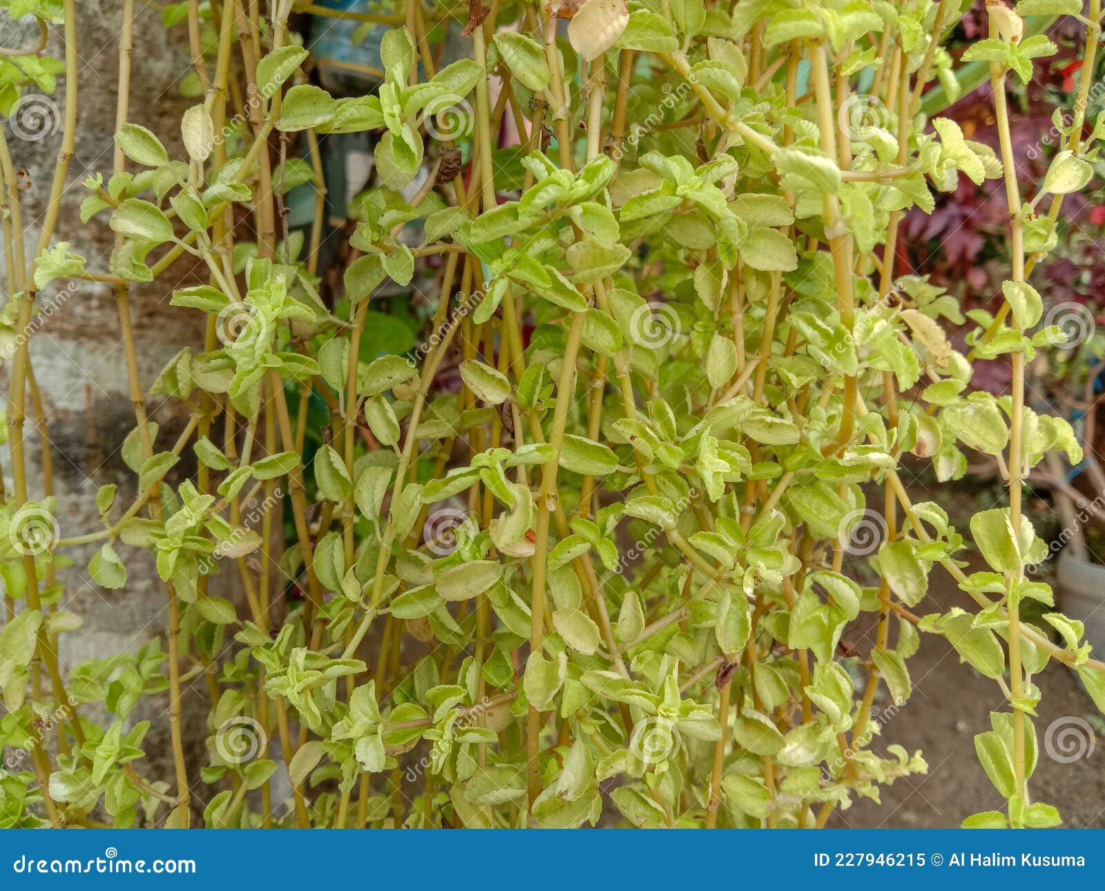 Light Green Plants Growing Down Stock Image Image of light, plant
