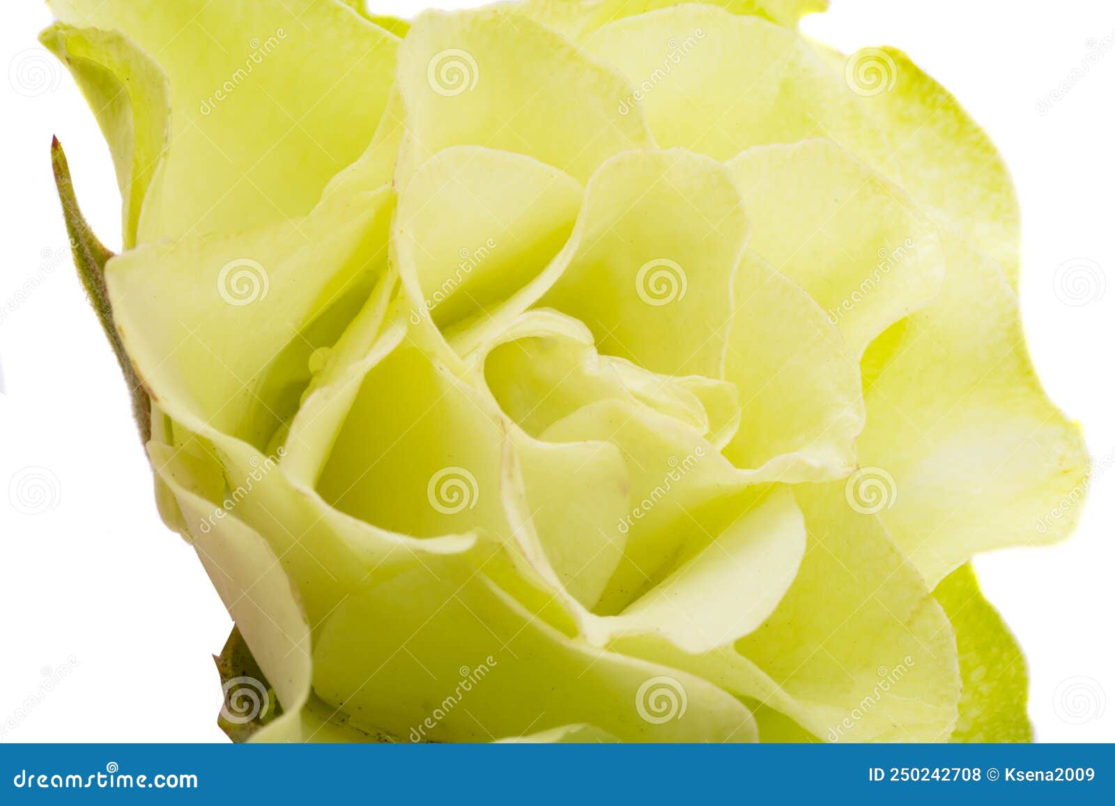 Light green rose isolated stock photo. Image of romance 250242708