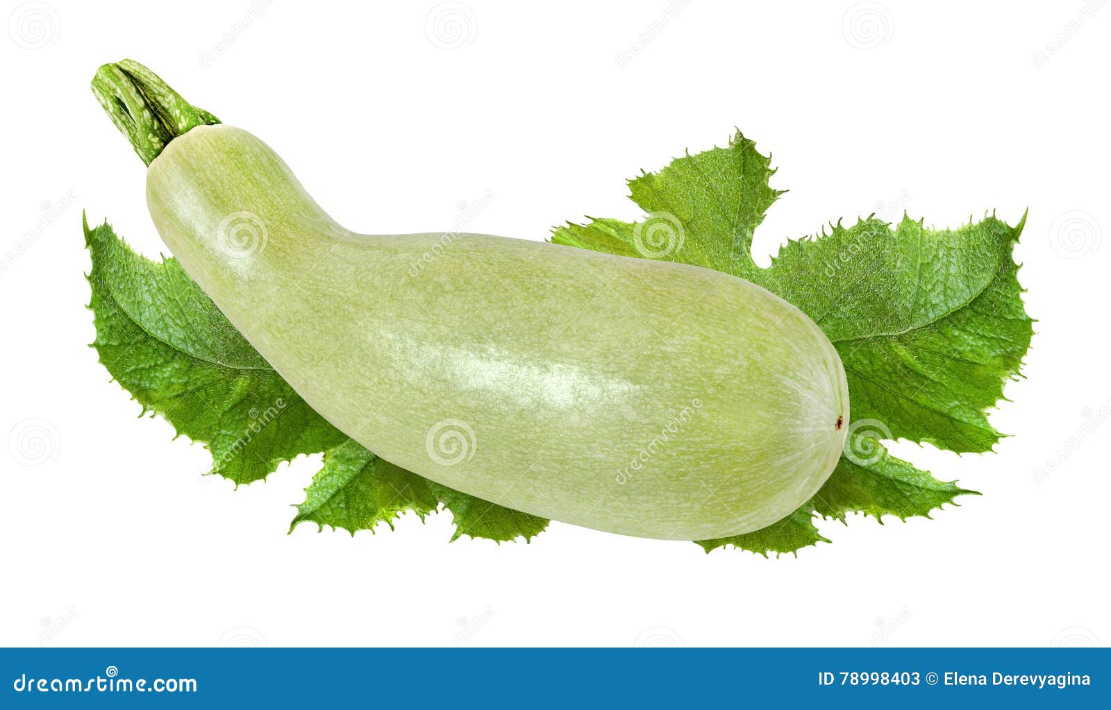 Light Green Zucchini with Leaves Isolated on White Background Stock