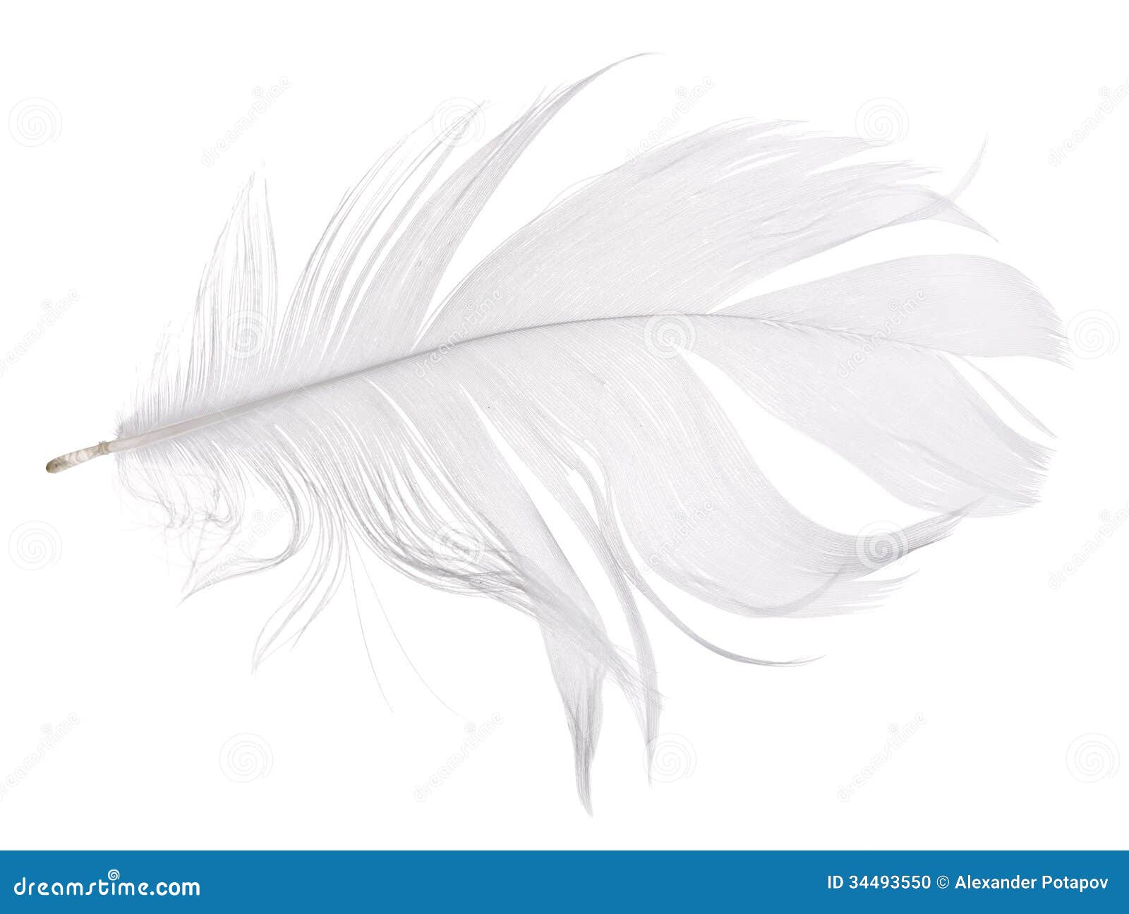 white goose feather