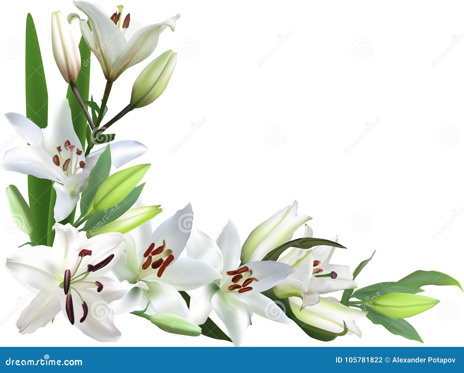 Light Lily Flowers Corner on White Stock Vector Illustration of lily