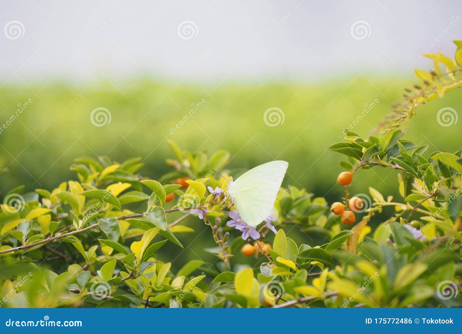 Light limegreen butterfly stock photo. Image of insect 175772486