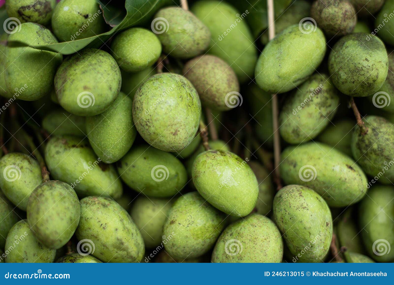 Light Mango, Sour Mango, Mango Species Native Stock Image Image of
