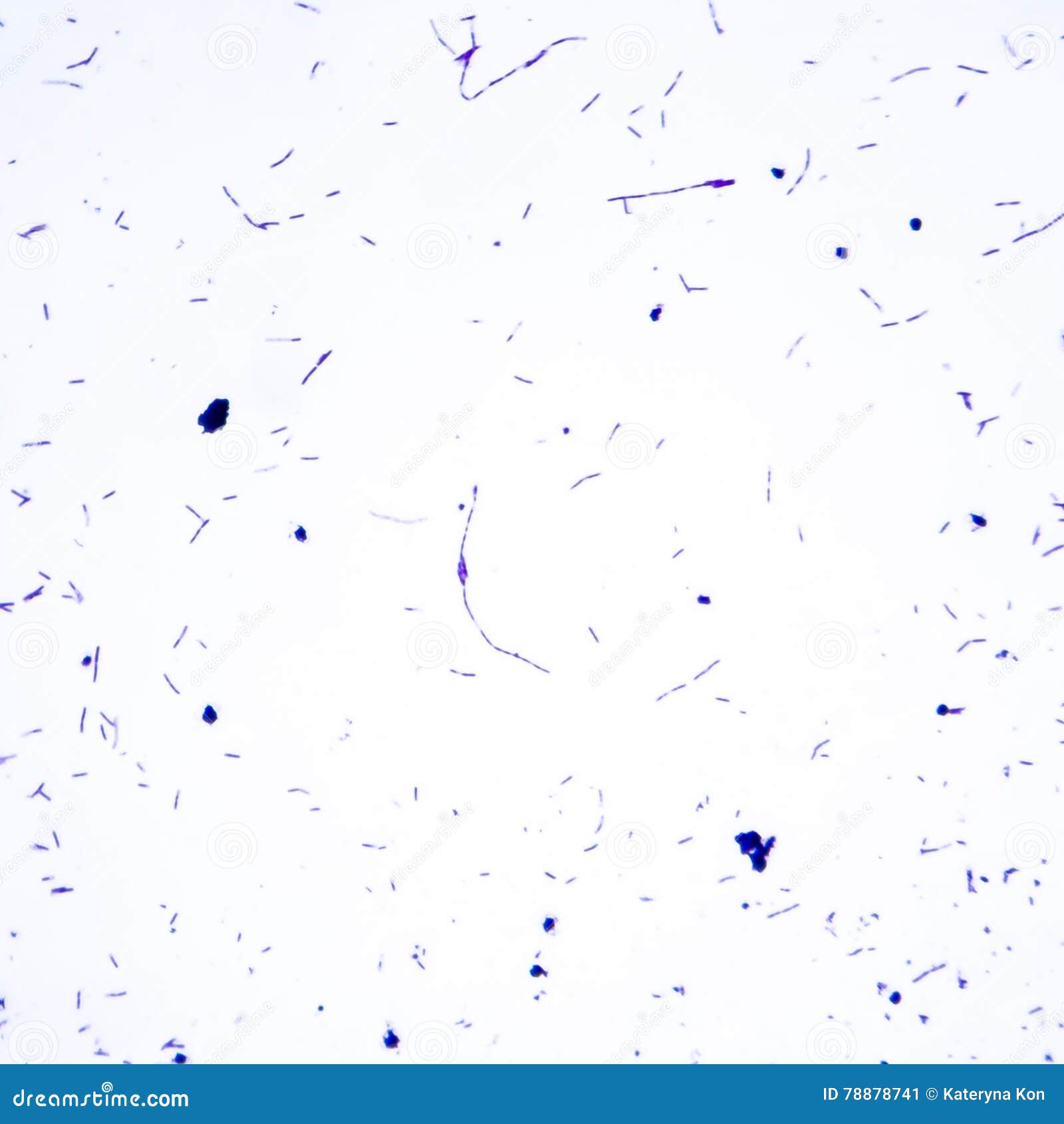 Bacillus Gram Positive Stain Under Microscope View. Bacillus Is Rod