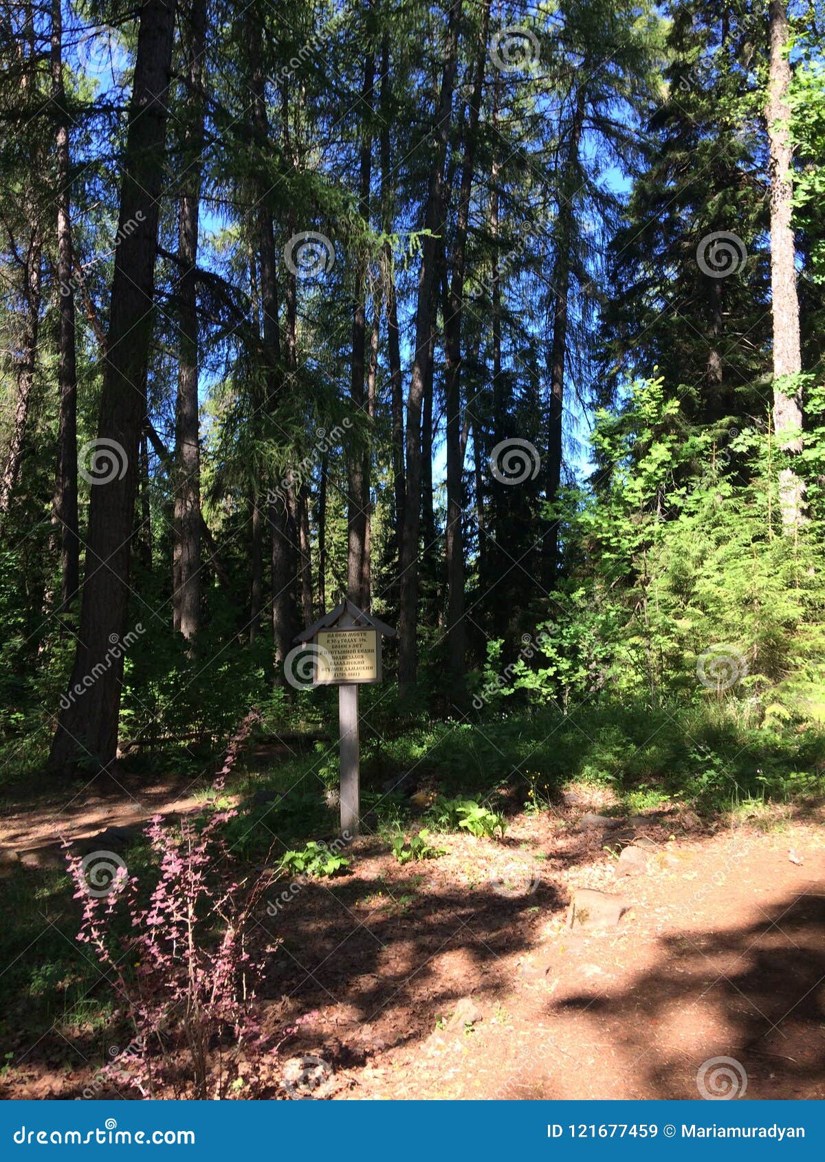 Light and Shadow Game in the Forest Stock Image Image of trees
