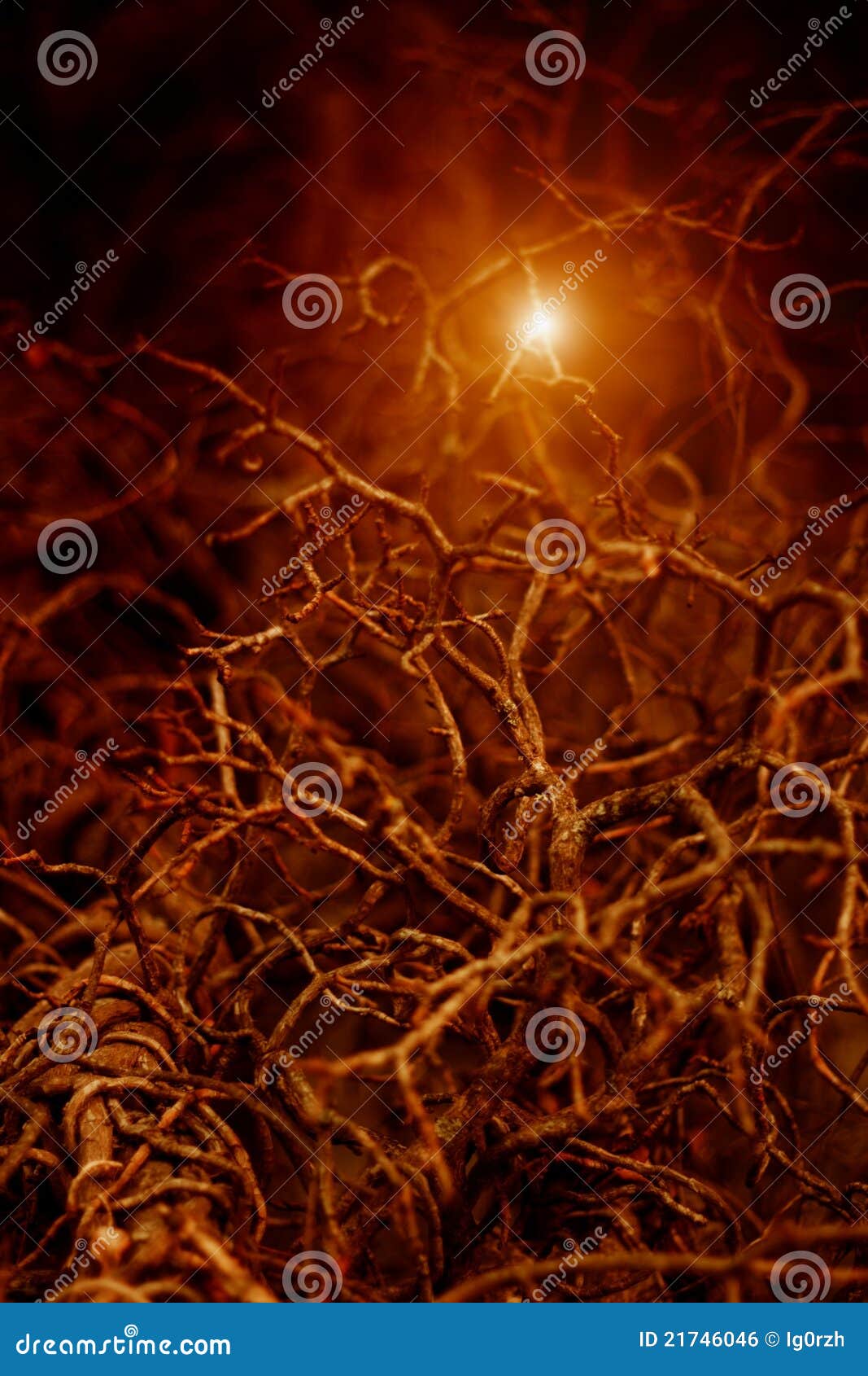 light in night forest
