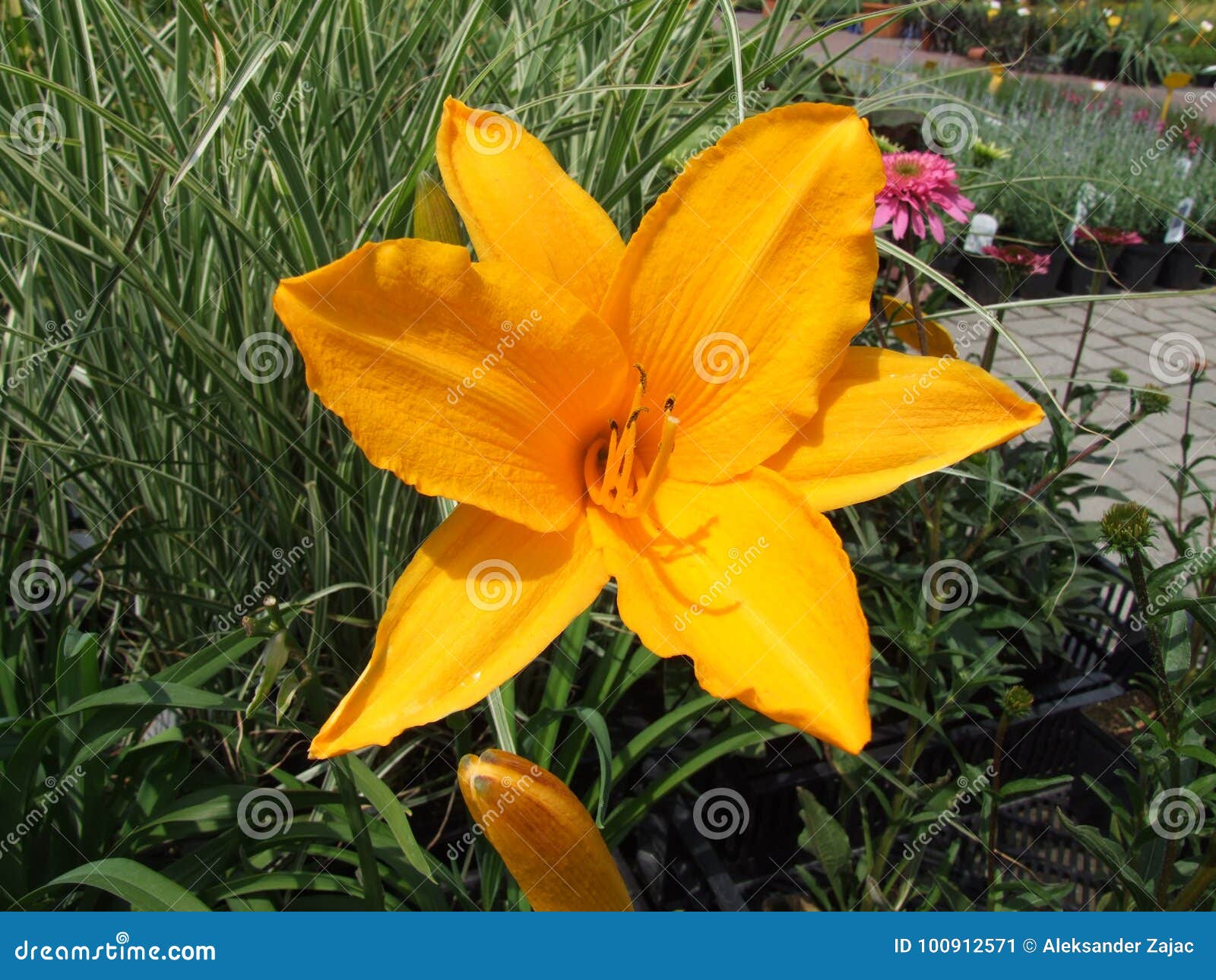 Light orange flower 1 stock image. Image of leaves, calm 100912571