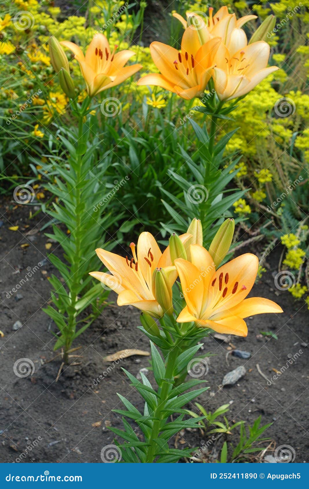 Light Orange Flowers and Buds of Lilies Stock Photo Image of pistil
