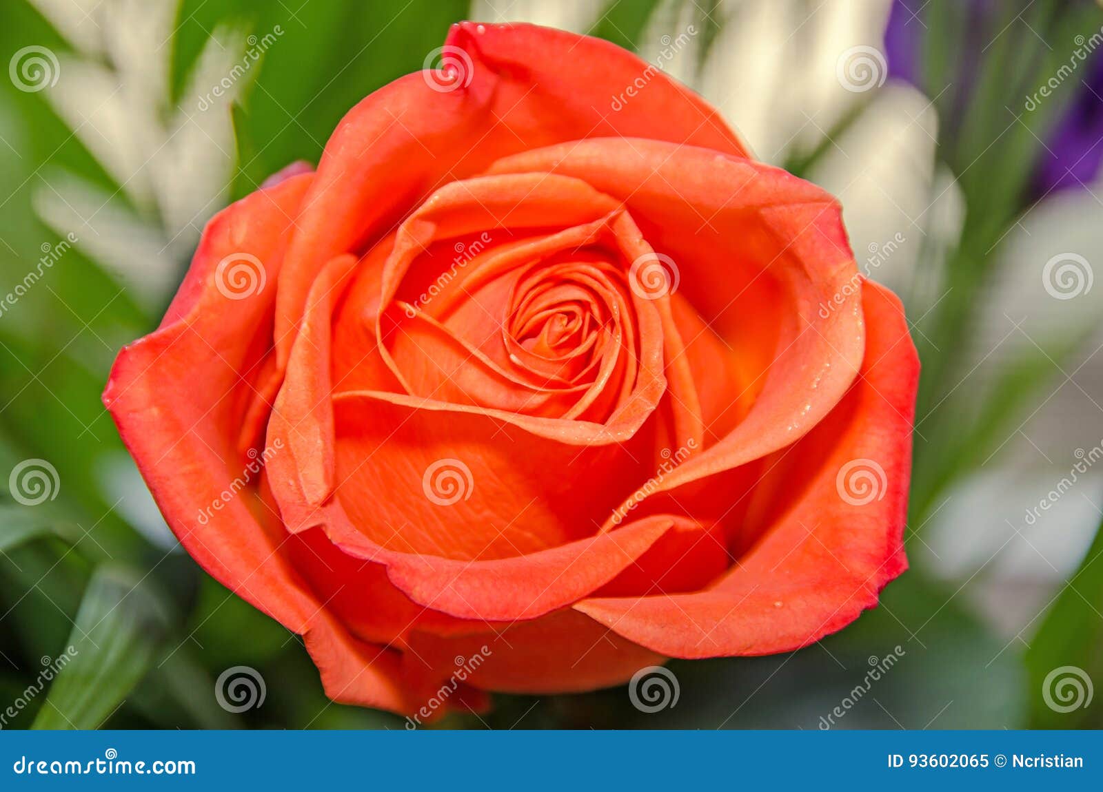 Light Orange Rose Flower, Pattern Petals, Close Up Stock Image Image