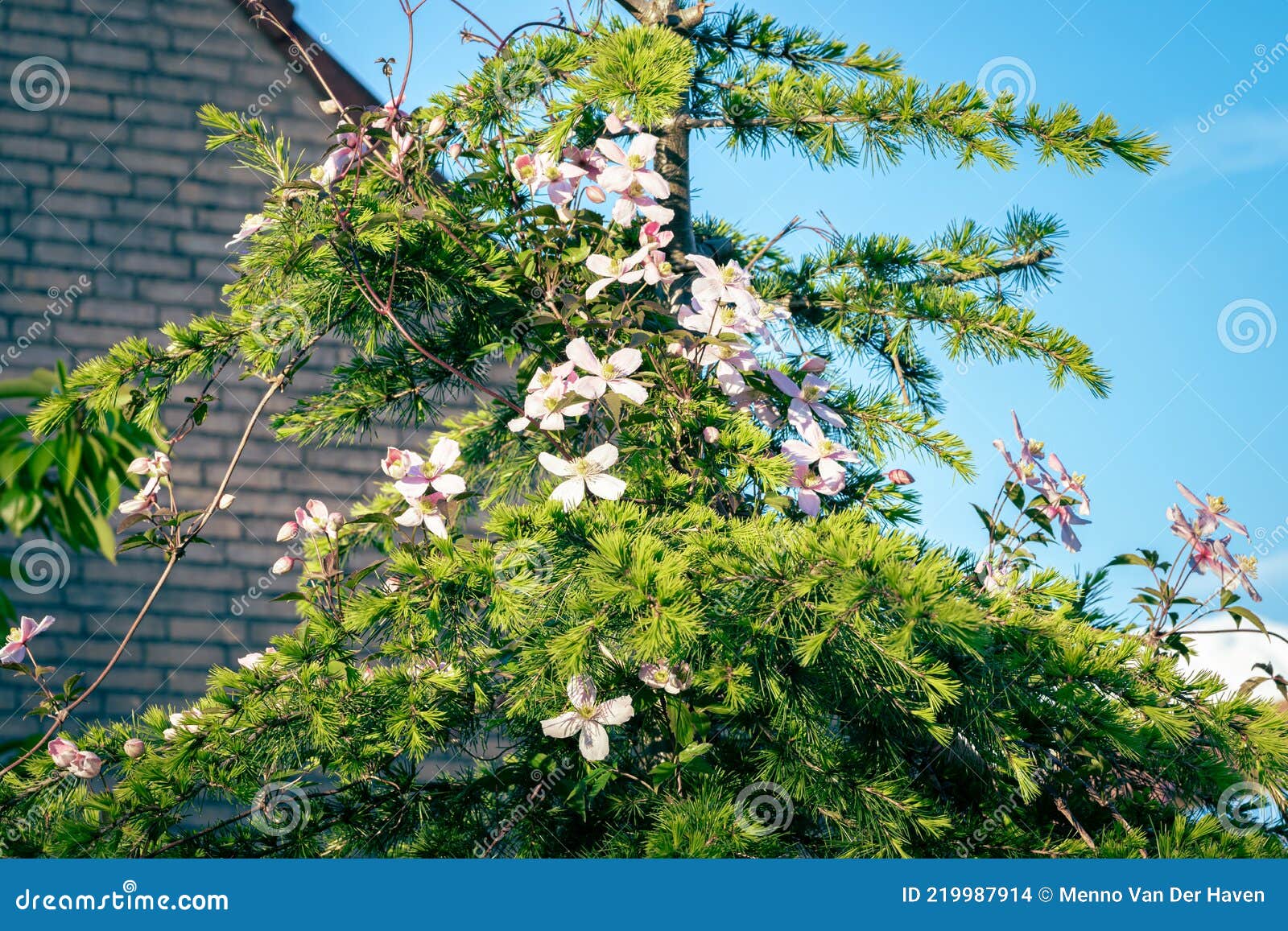Light Pink Clematis Flowers in the Top of a Tree Stock Photo Image of natural, climbing 219987914