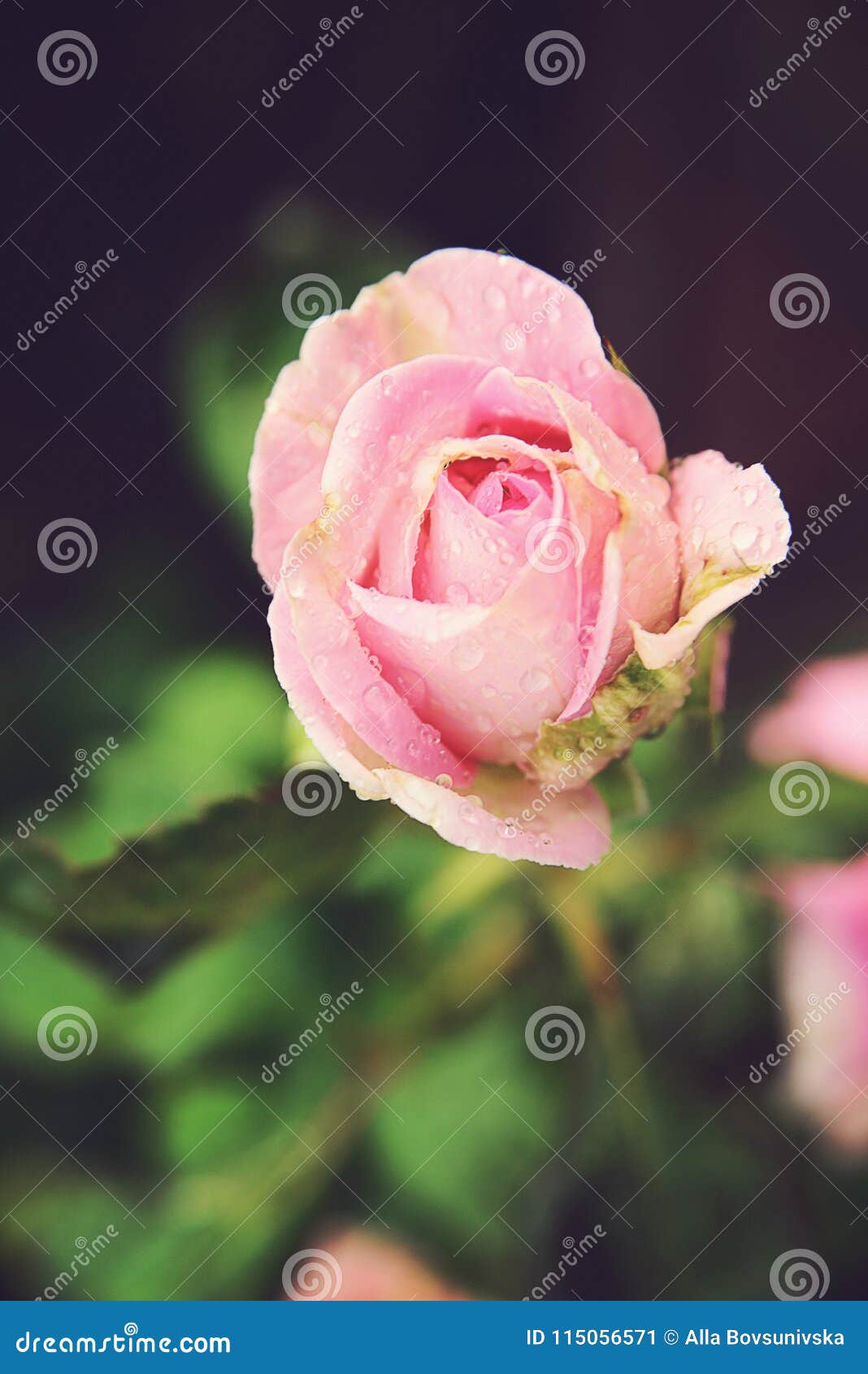 Light pink rose stock image. Image of bush, floral, petal 115056571
