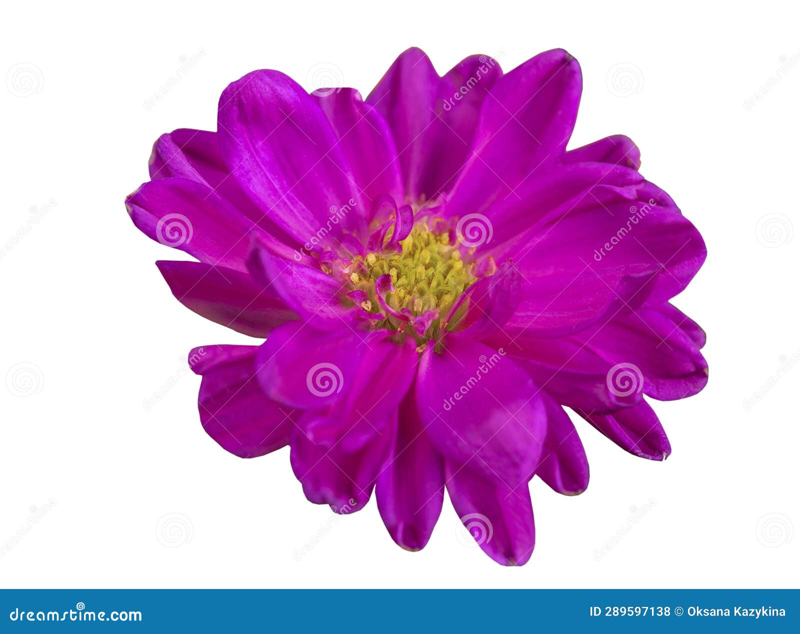 Light Pink Flower on a White Isolated Background. Stock Photo Image