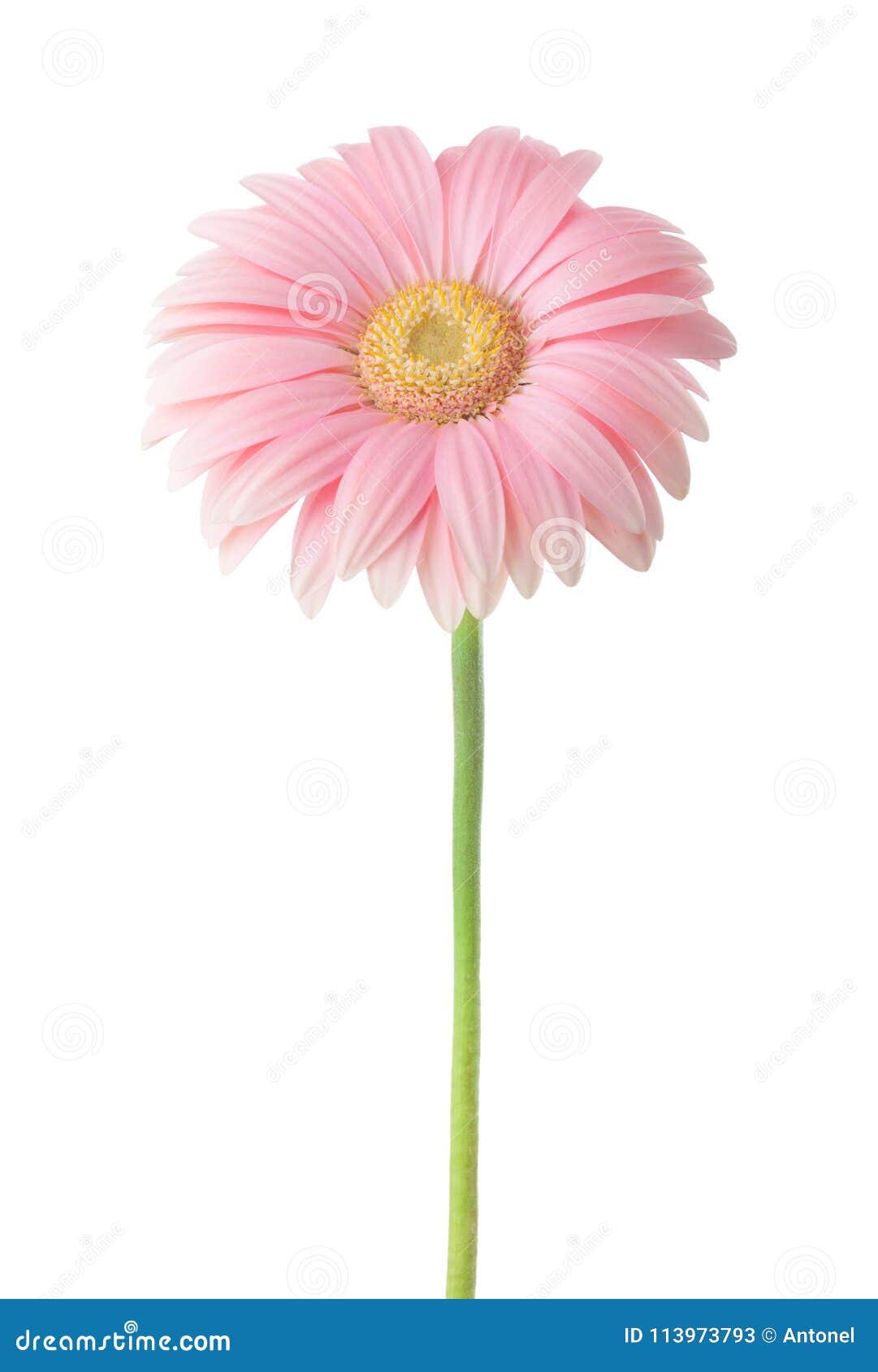 light pink gerbera flower  on white background