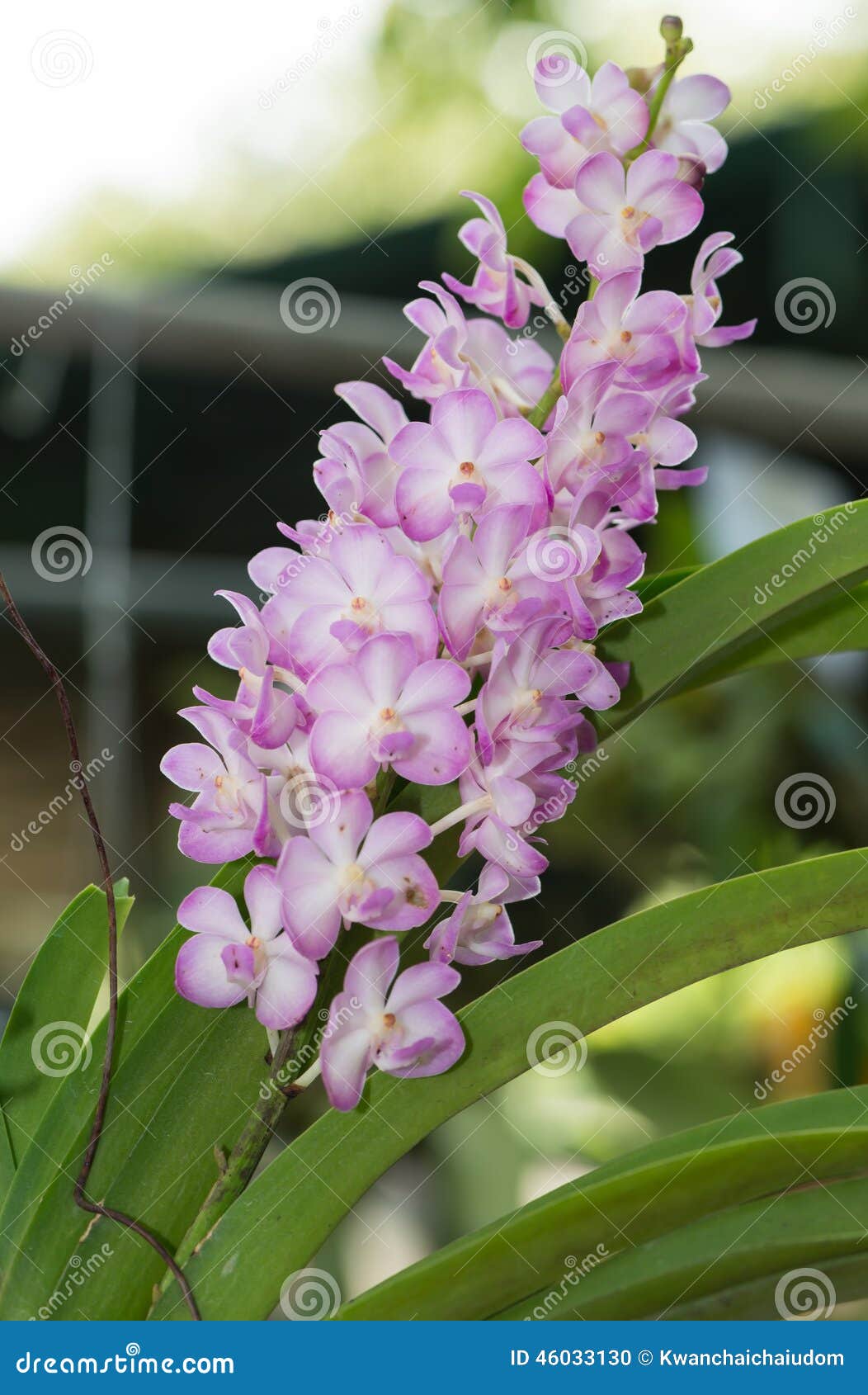 Light Pink Hybrid Vanda Orchid Flower Stock Photo - Image of floral,  garden: 46033130