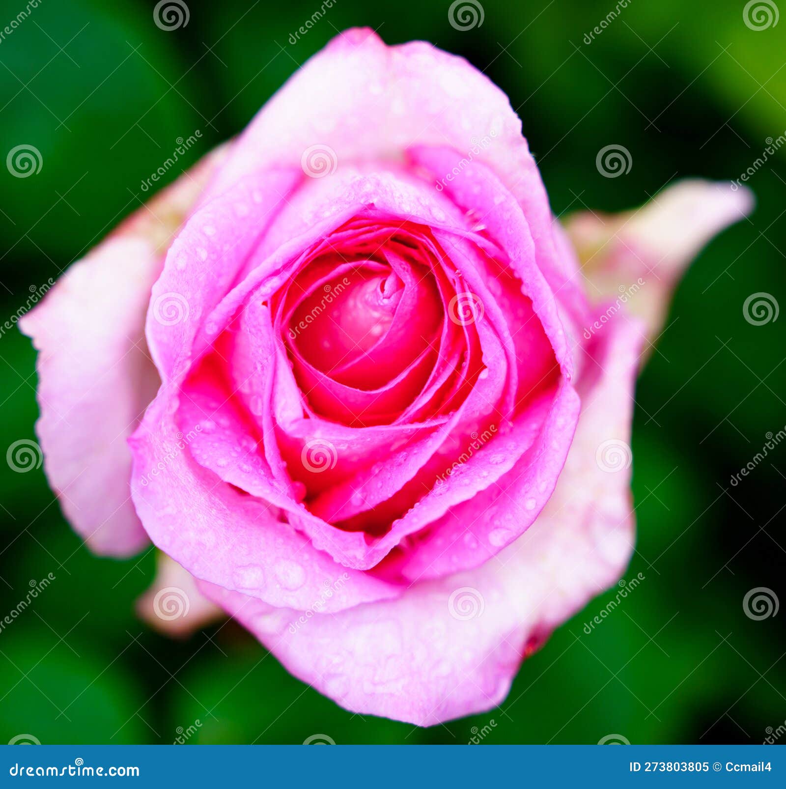 Light Pink Rose with Water Drops Close Up with Green Background Stock