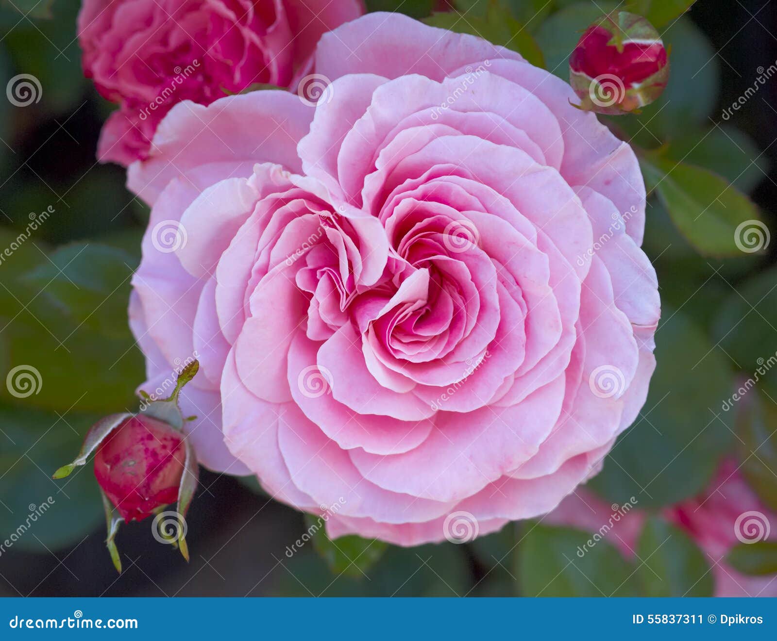 Light Pink Rose Flower Closeup Stock Image Image of freshness