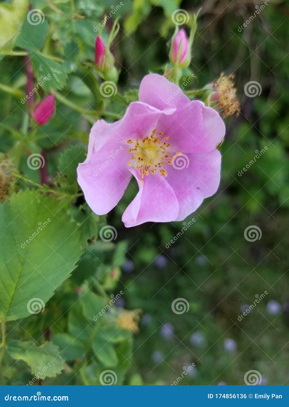 Light Pink Rose stock photo. Image of rose, light, vine 174856136
