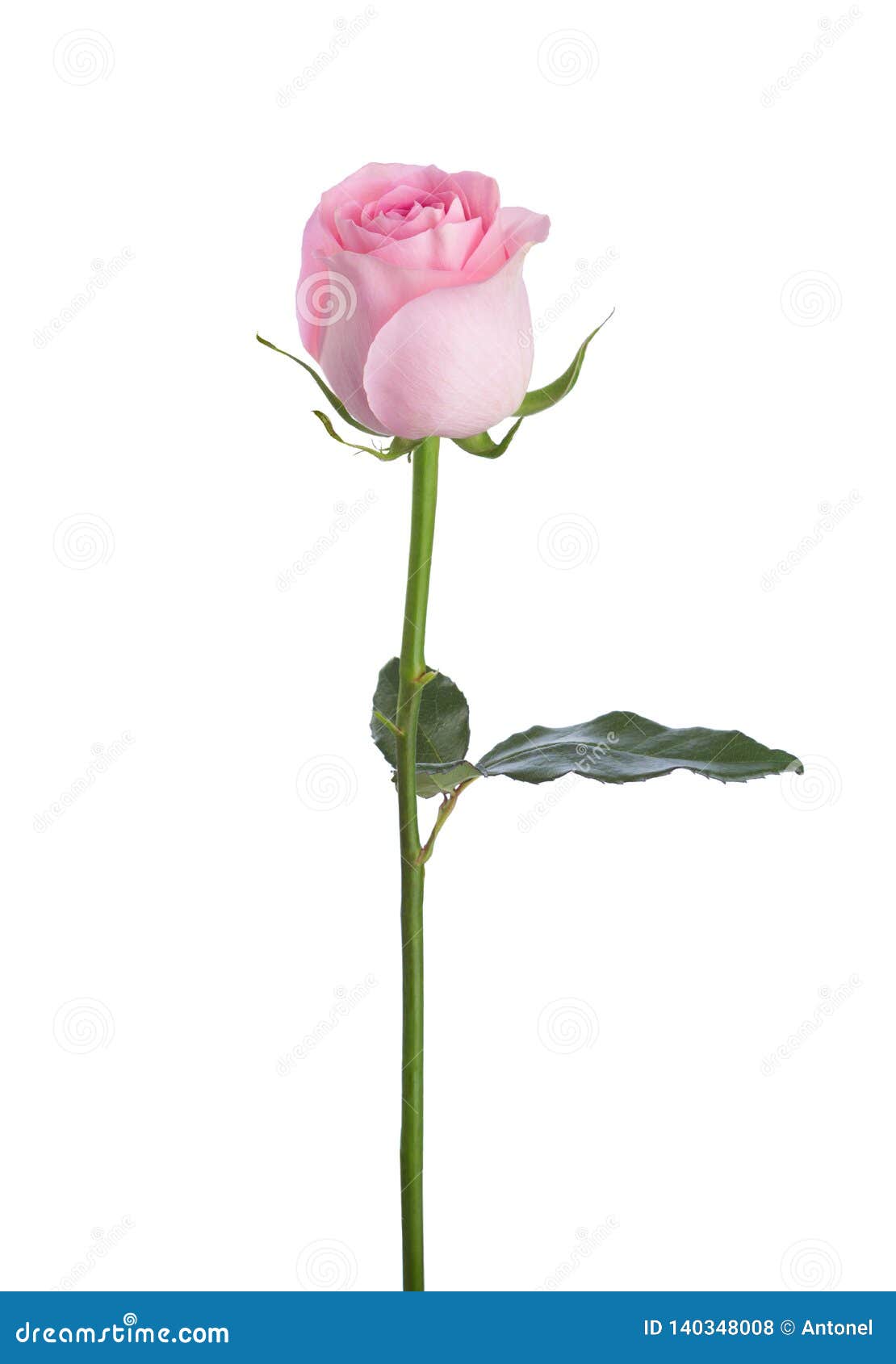 Light Pink Rose Isolated On White Background Stock Photo Image Of