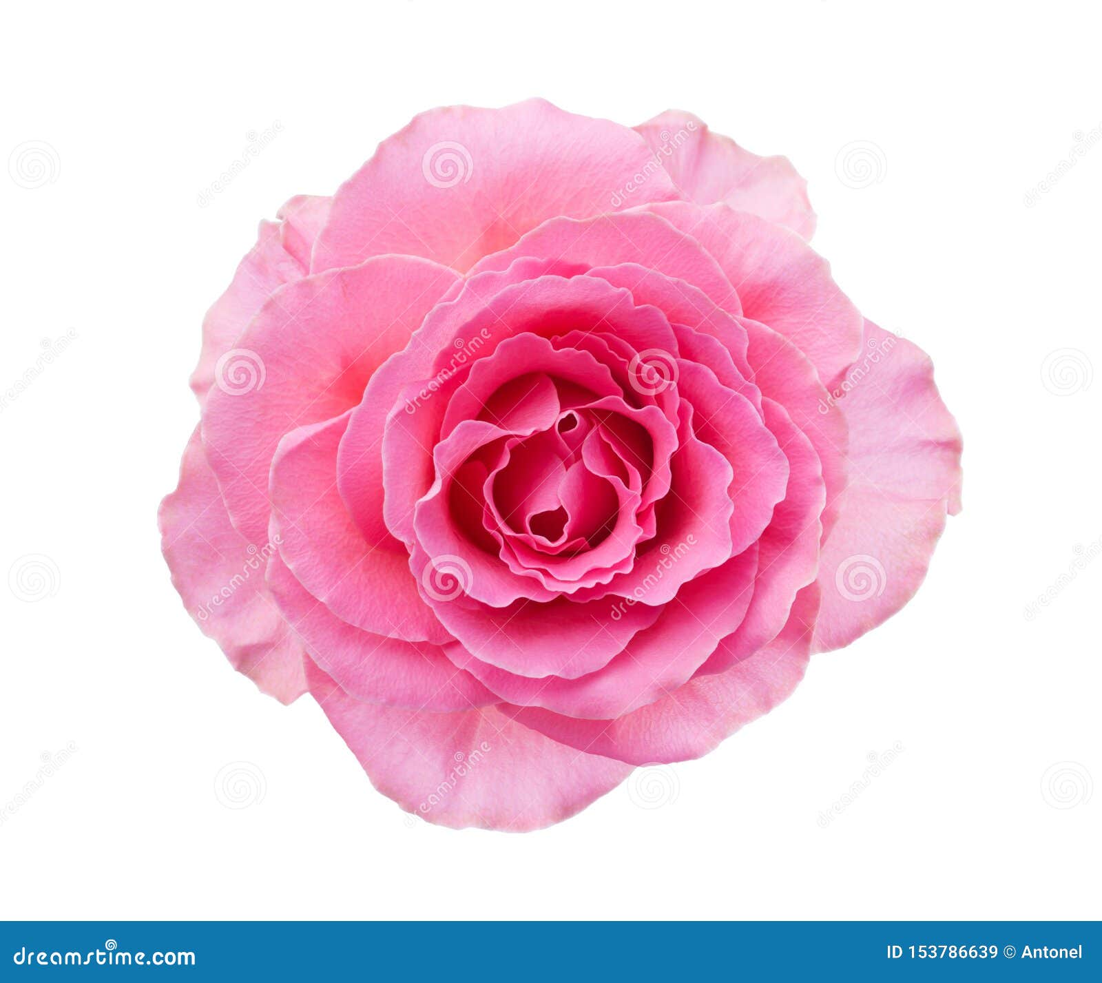 Light Pink Rose Isolated On White Background Stock Image Image Of